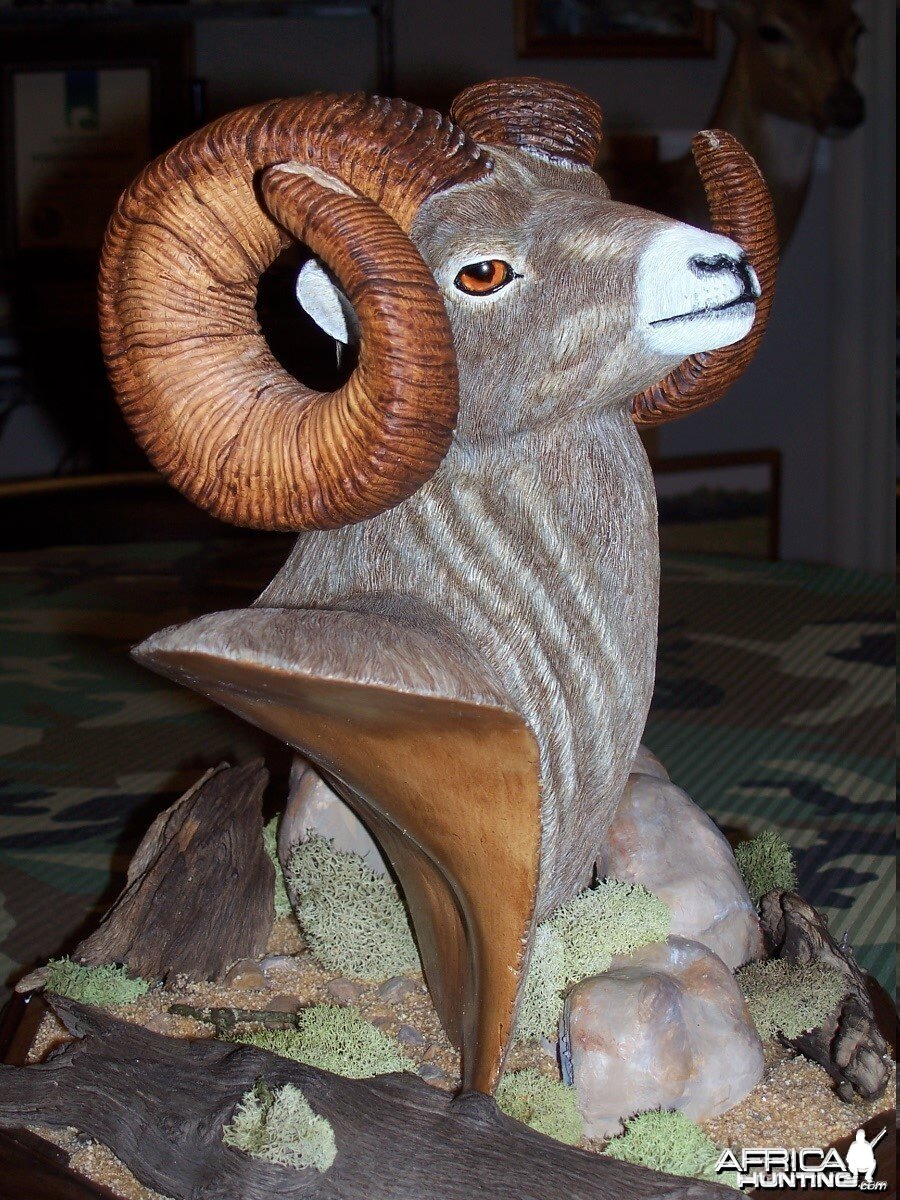 BIGHORN SHEEP CARVING From Moose Antler by S. Smigiera top in Beautiful Condition