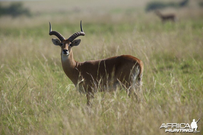 Big Kob in Uganda