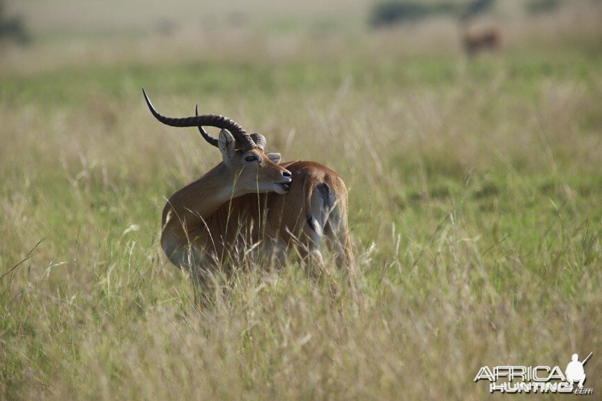 Big Kob in Uganda