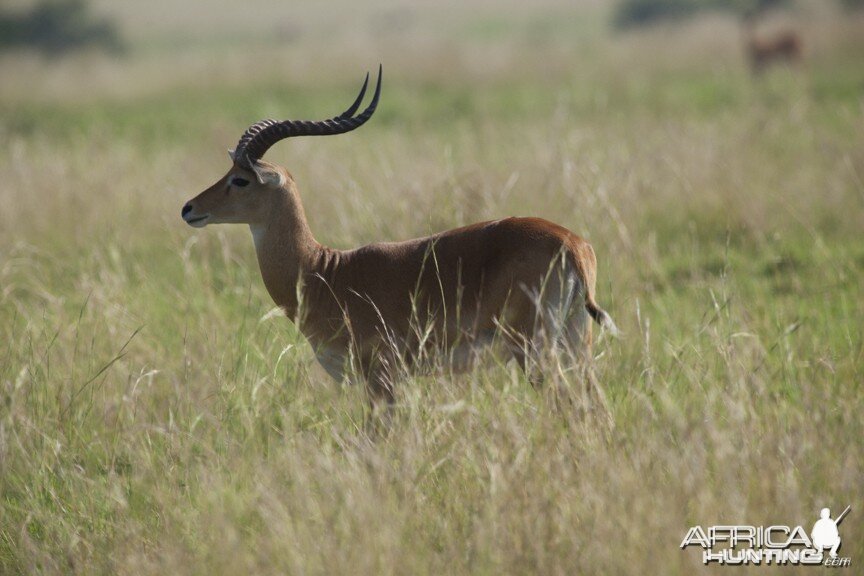 Big Kob in Uganda