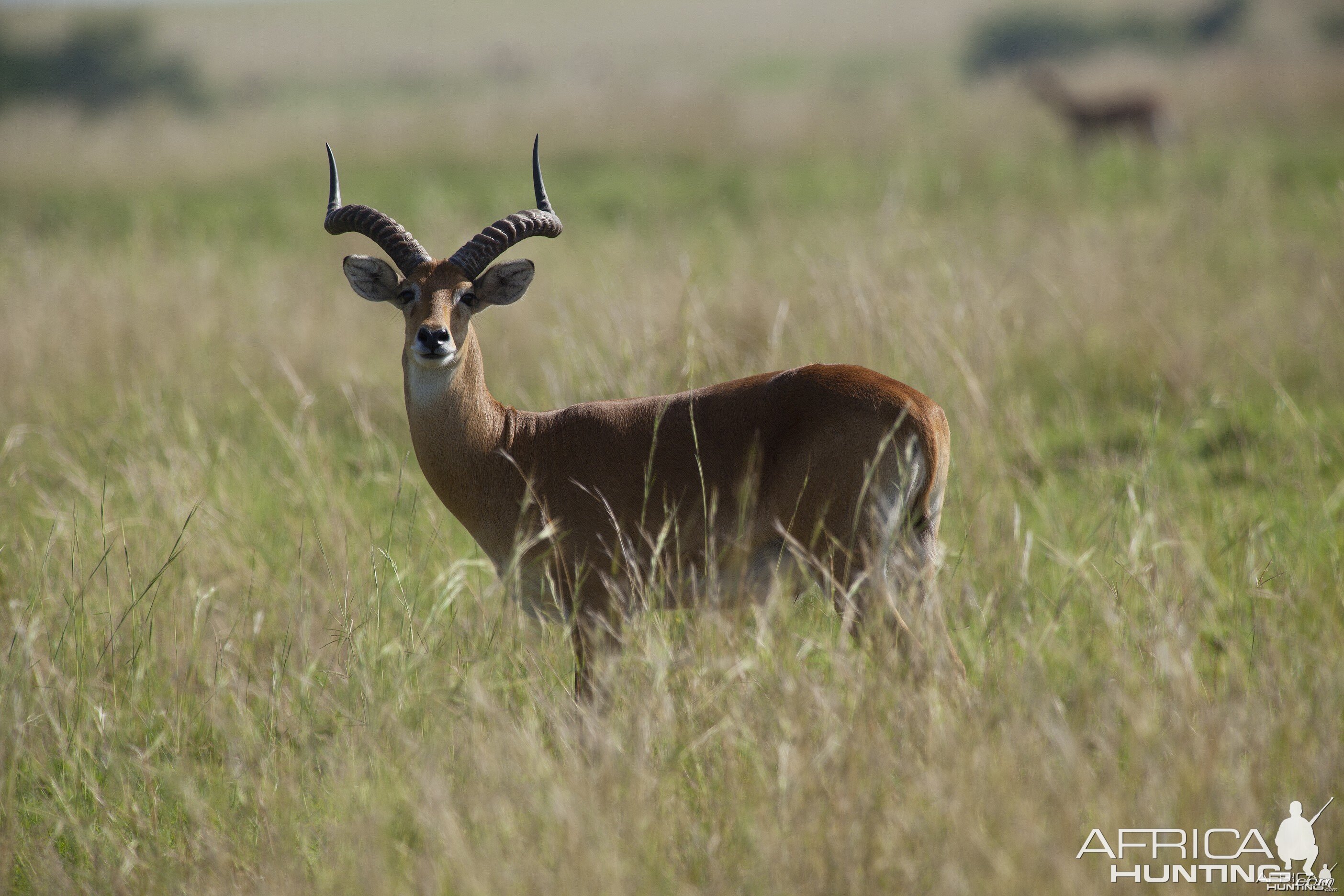 Big Kob Uganda