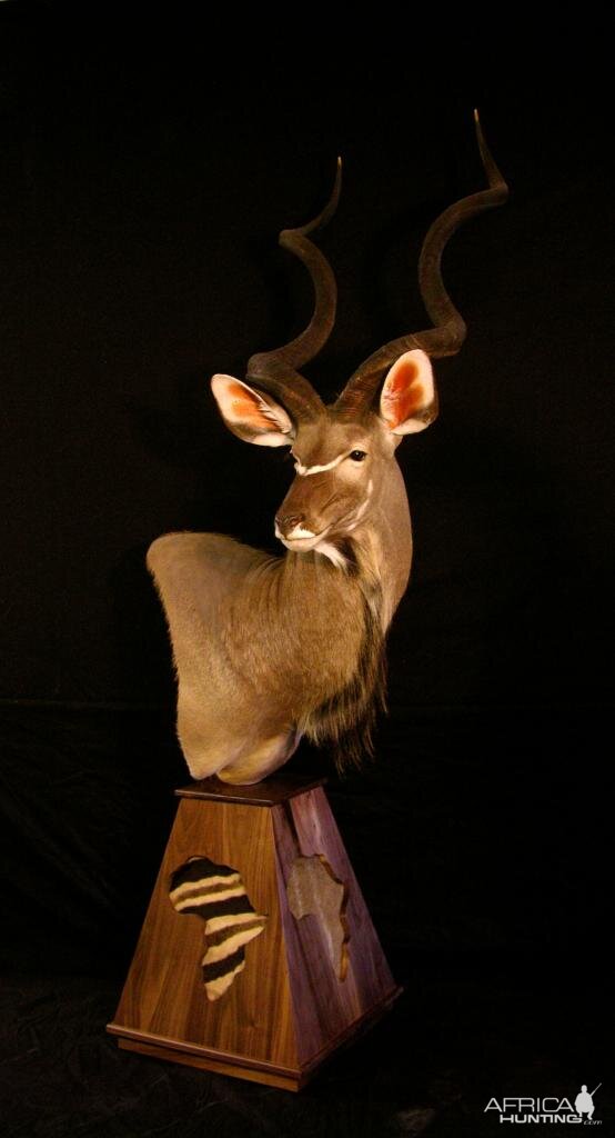 Big Kudu Taxidermy Mount