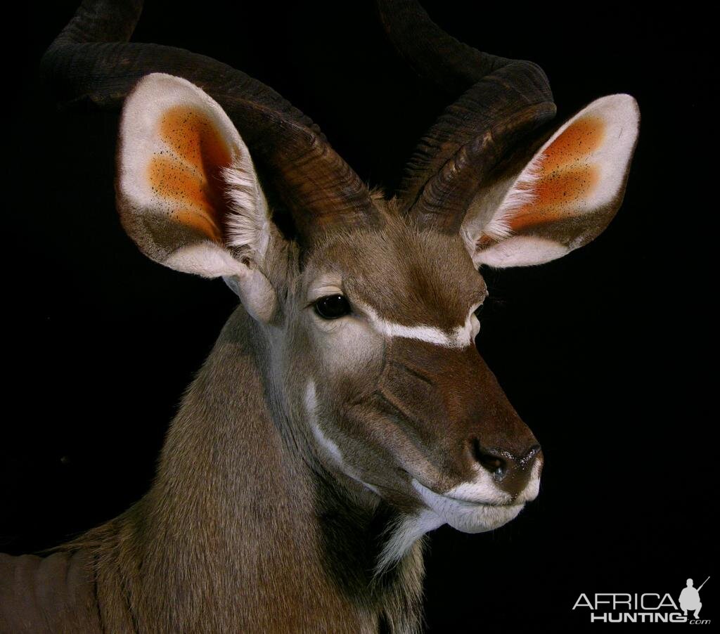 Big Kudu Taxidermy Mount