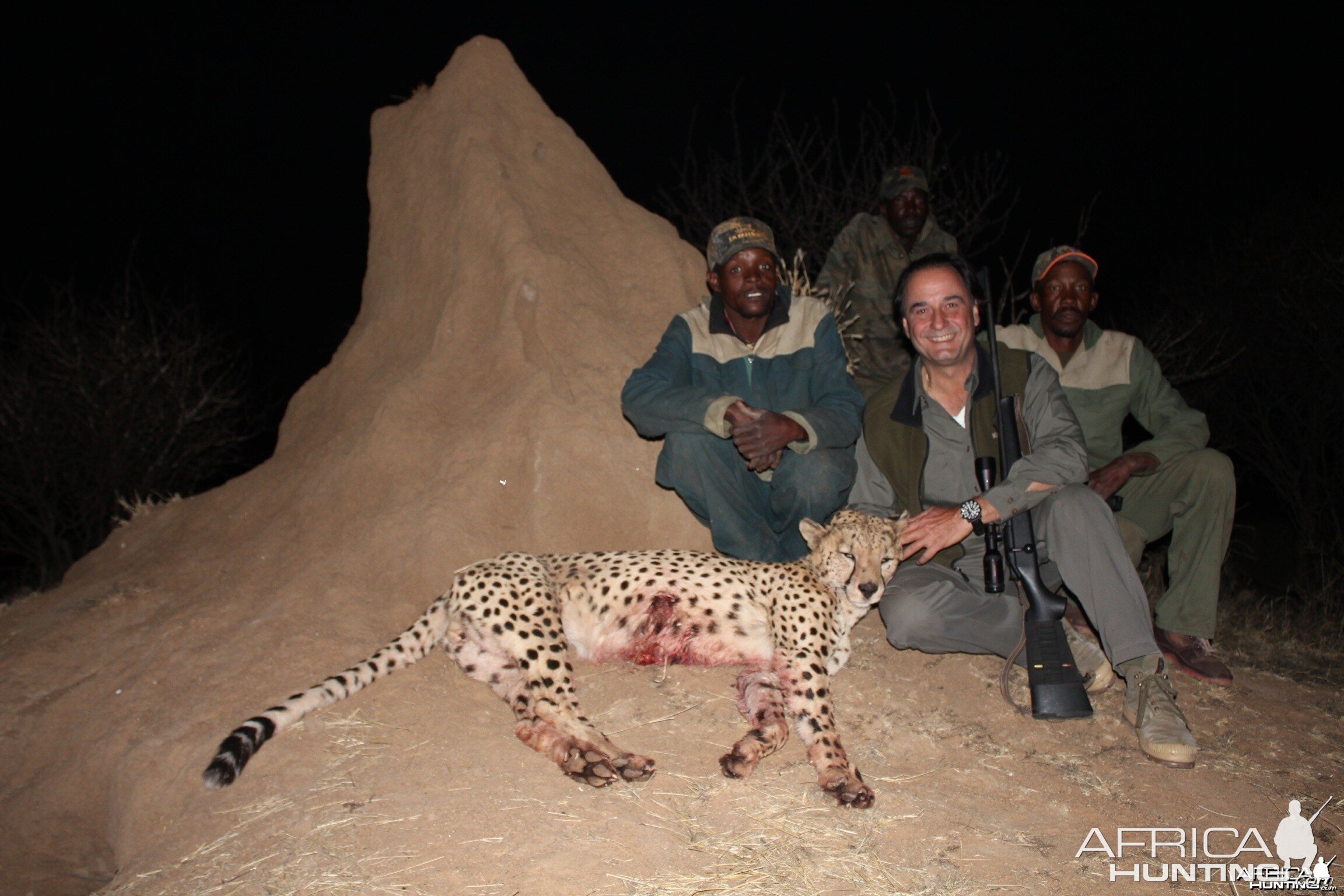 Big Male Cheetah