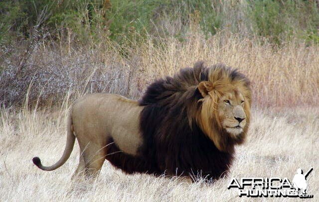 Big mane lion in South Africa