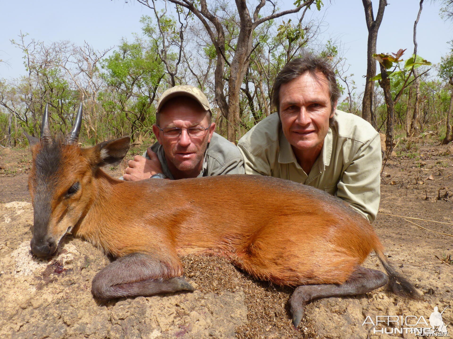 Big Red Flanked Duiker hunted in CAR