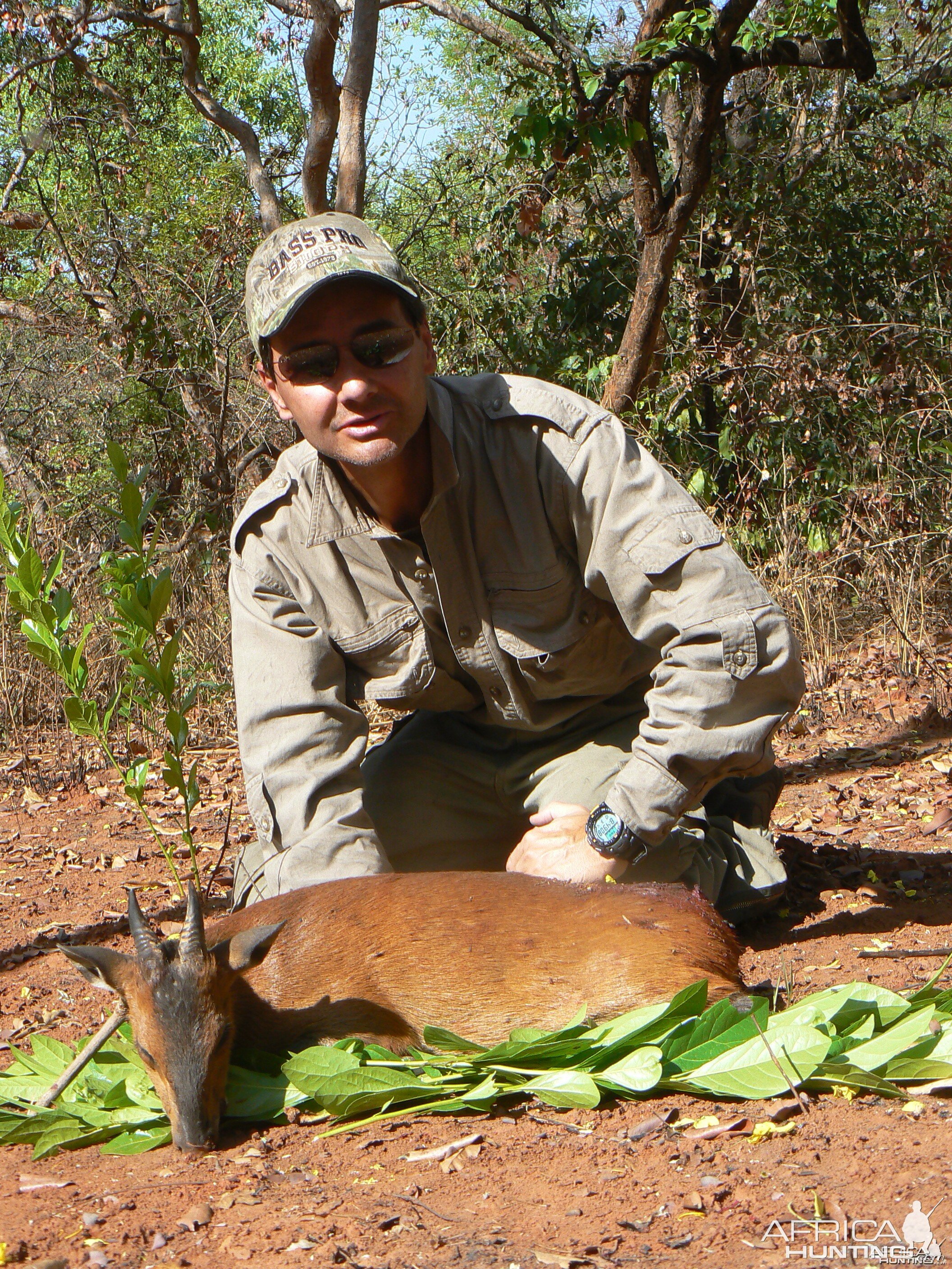 Big red flanked duiker hunted in CAR