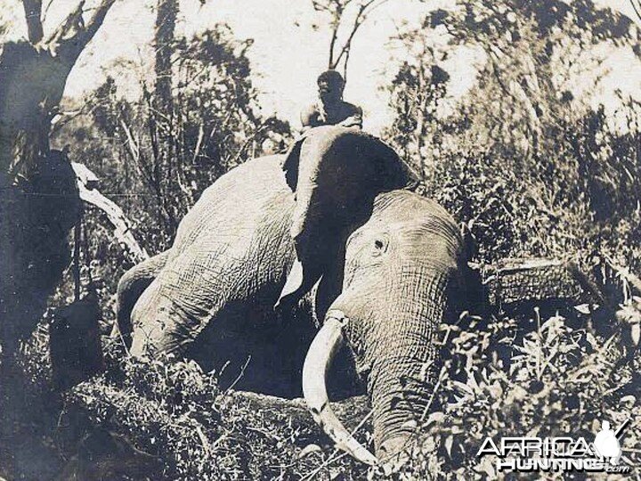 Big Trophy Elephant hunted around the 1930's | AfricaHunting.com