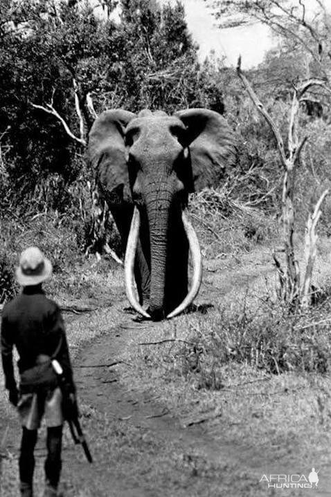 Big Tusker Elephant