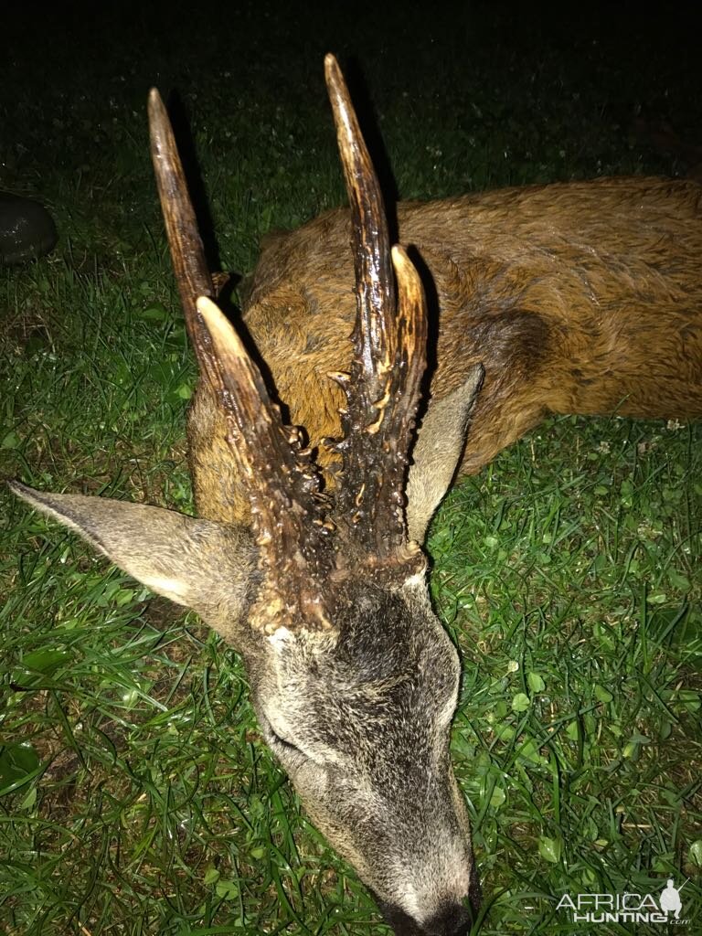 Biggest roe buck in 2018