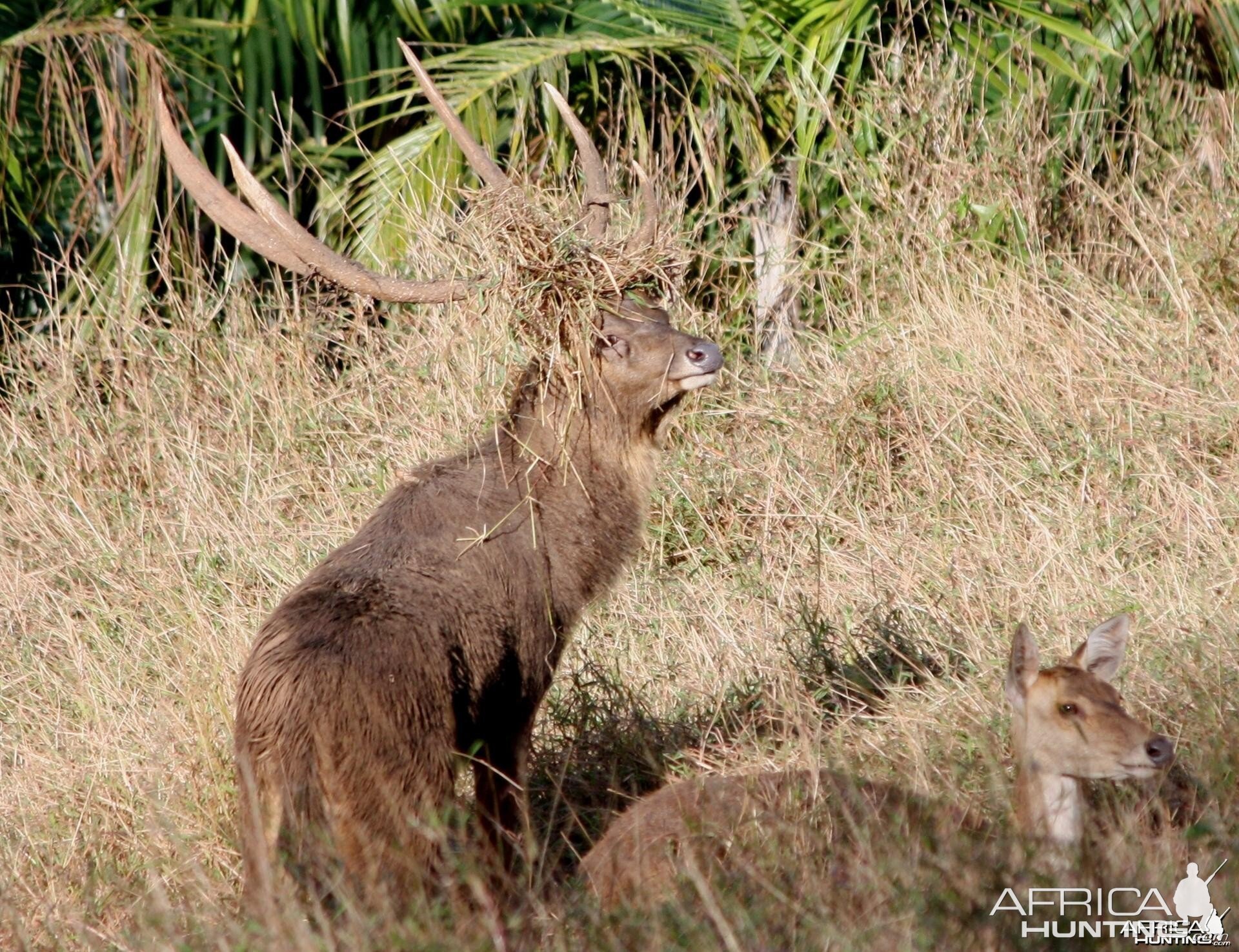 Biggest RUSA RUSA DEER that I have seen since 7 years in MAURITIUS