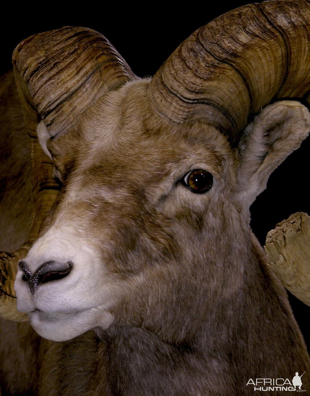 Bighorn Ram Taxidermy Close ups