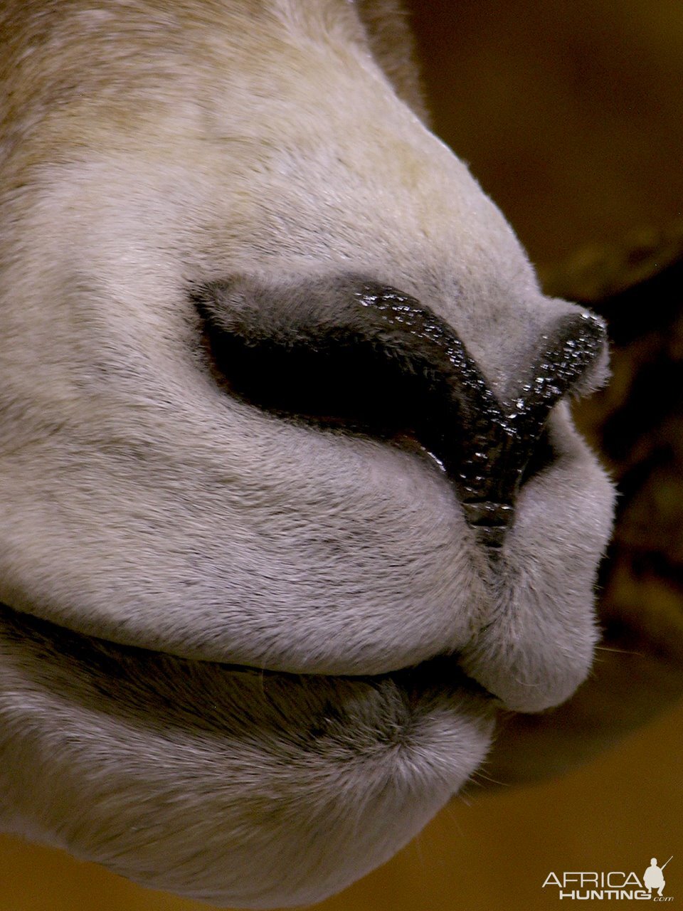 Bighorn Ram Taxidermy Close ups