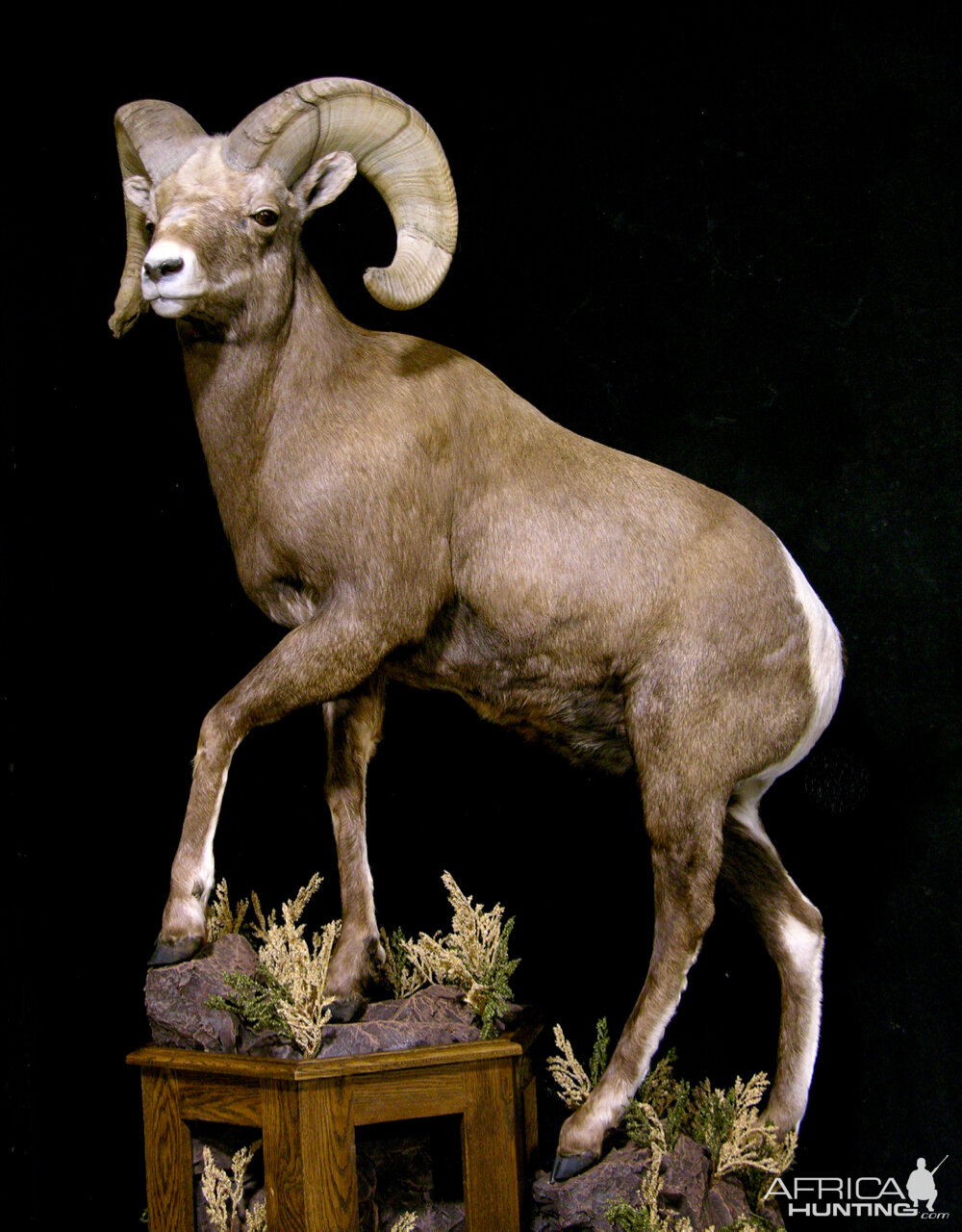 Bighorn Sheep Full Mount Taxidermy