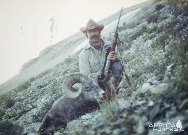 Bighorn Sheep Montana