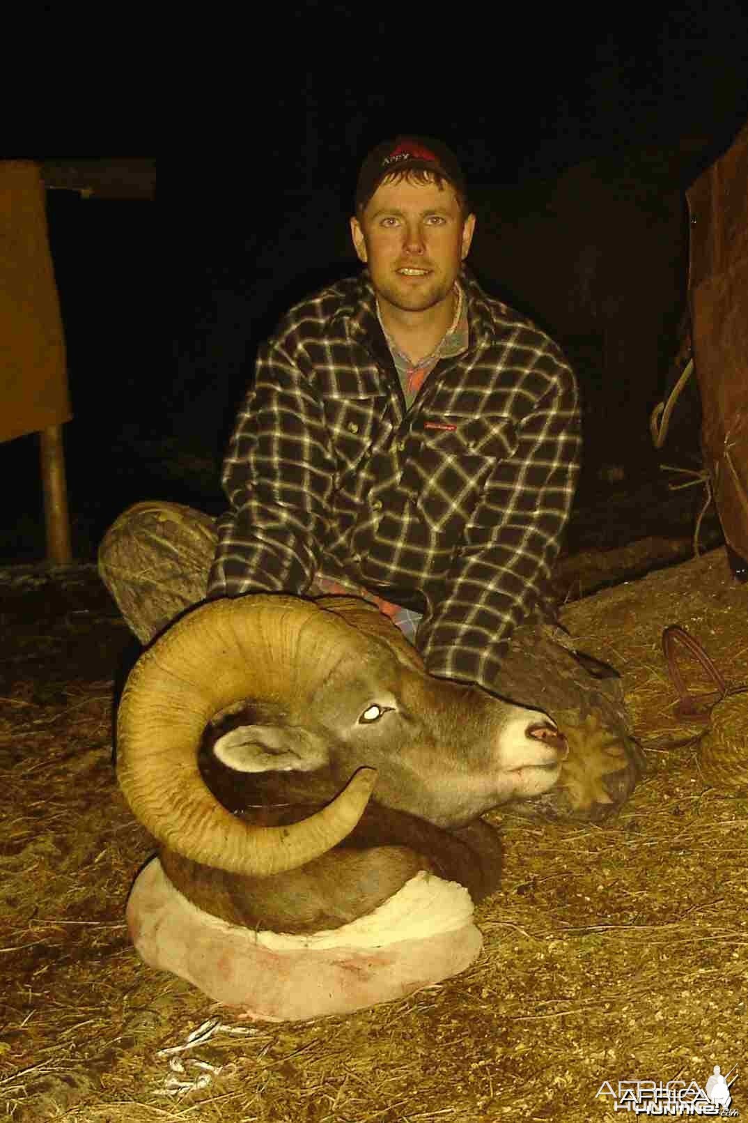 Bighorn Sheep