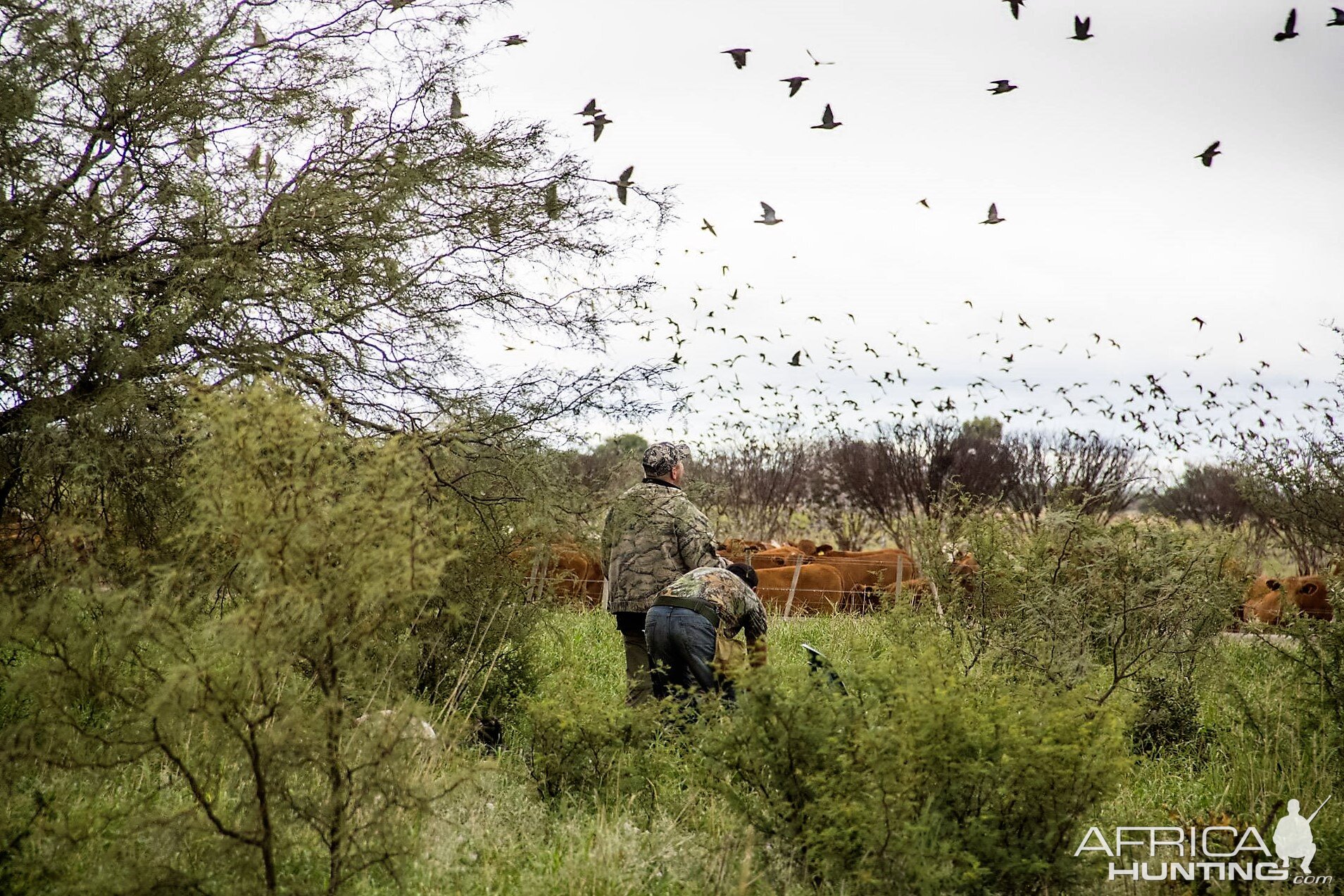 Bird Hunting Argentina