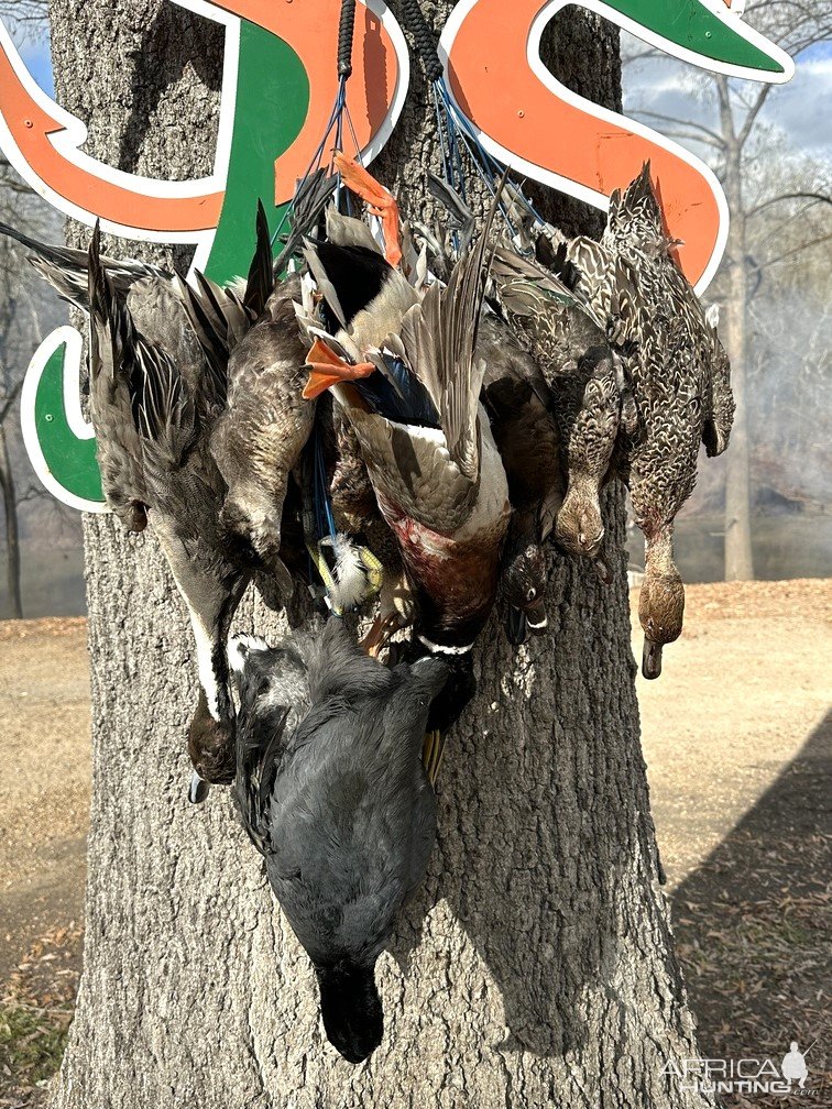 Bird Hunting Catahoula Lake Louisiana