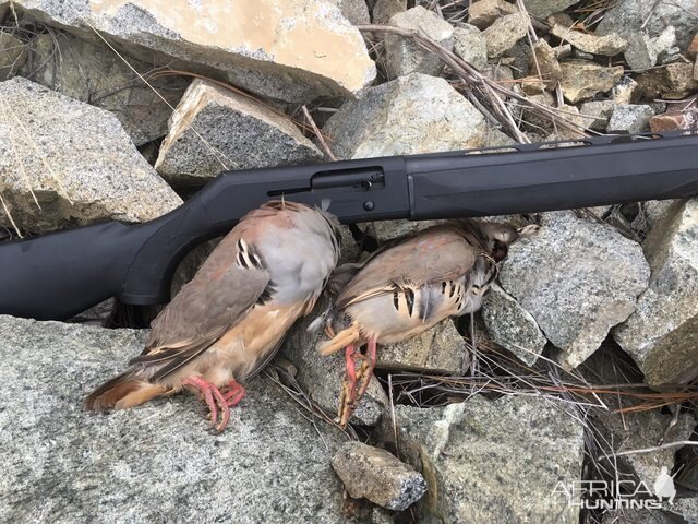 Bird Hunting In Central Washington