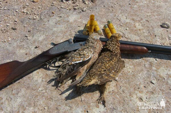 Bird Hunting Namibia Sandgrouse