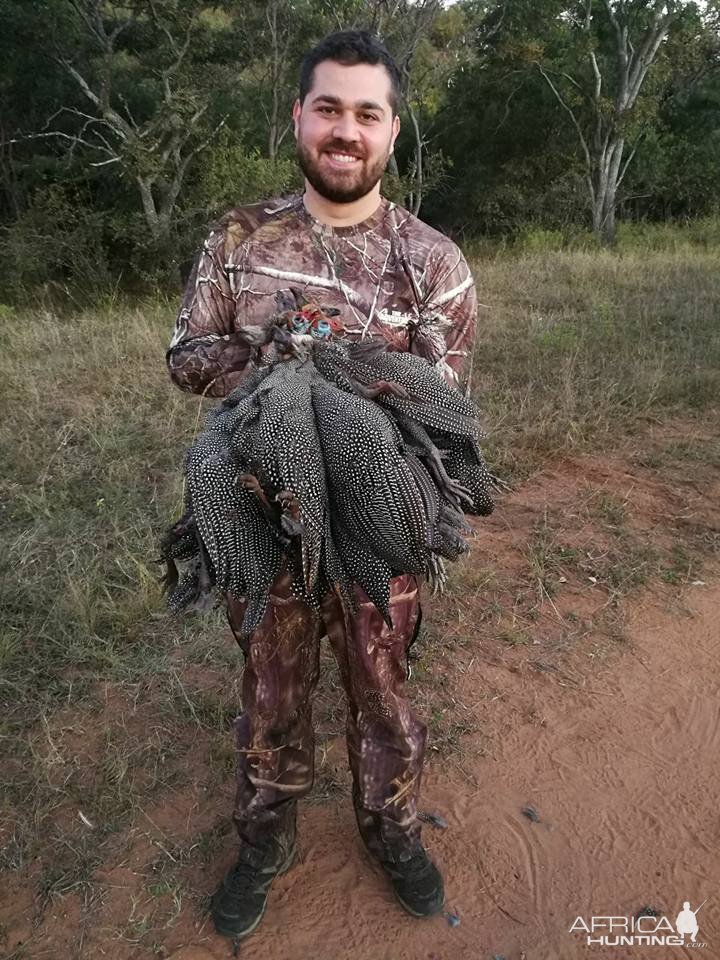 Bird Hunting South Africa Guineafowl