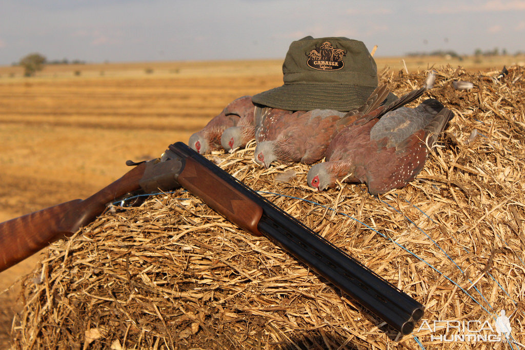 Bird Hunting South Africa Speckled Pigeon