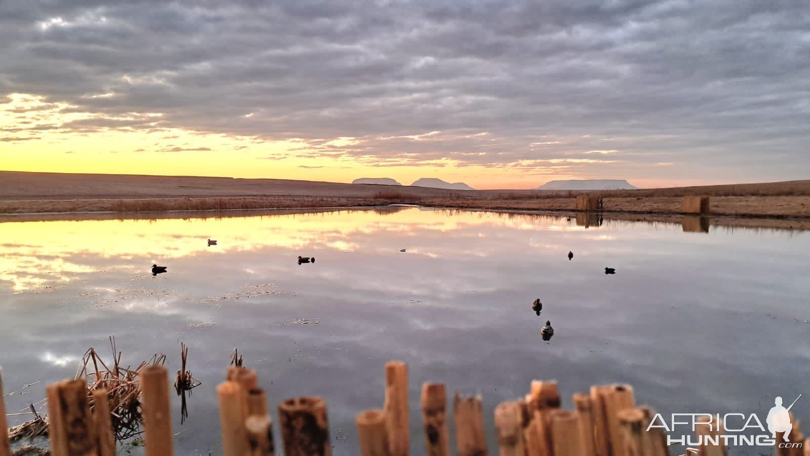 Bird Hunting South Africa