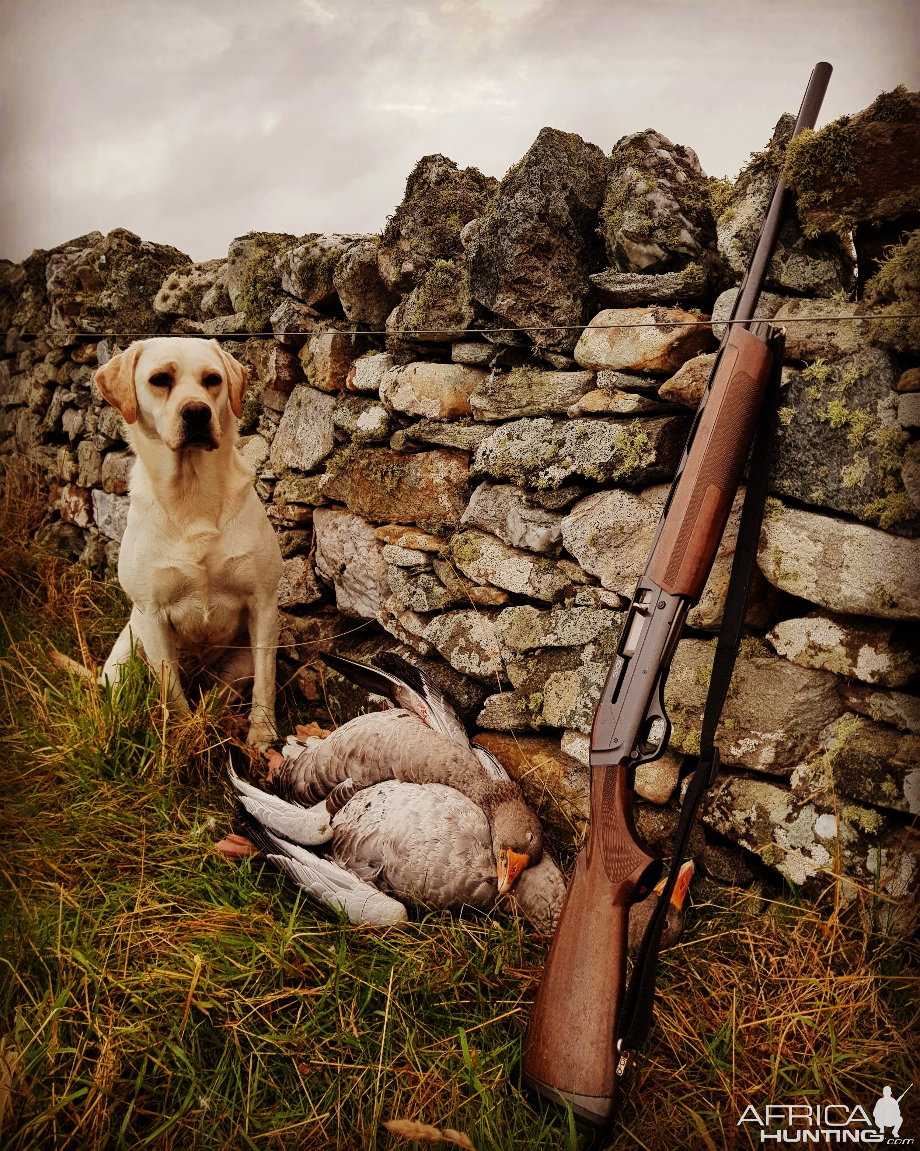 Bird Hunting With Labrador