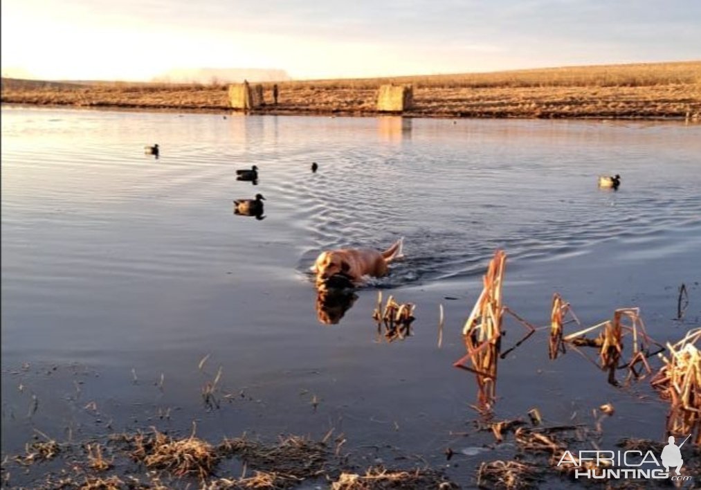 Bird Hunting with Retrievers South Africa