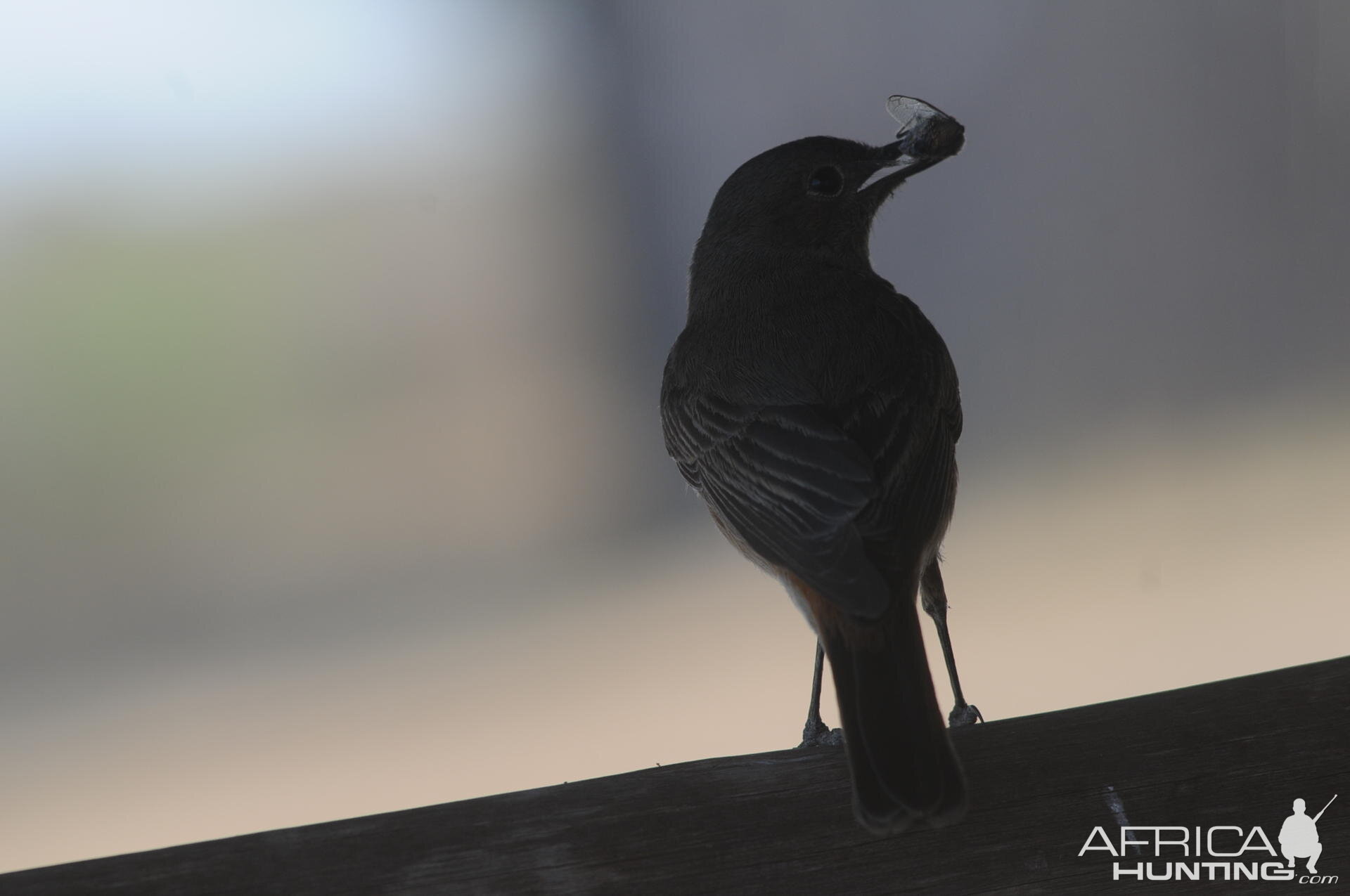 Bird Kimberly, South Africa