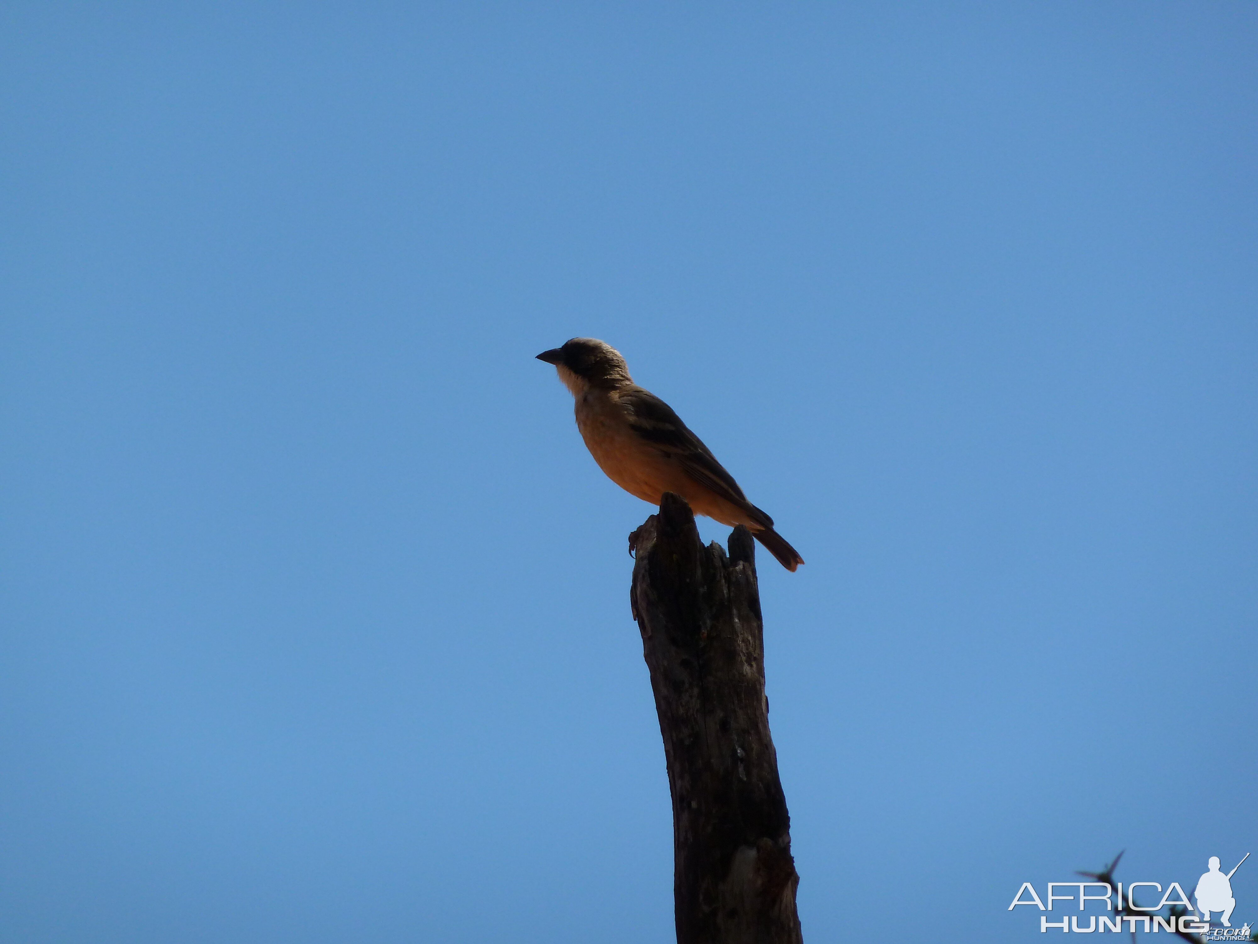 Bird Namibia