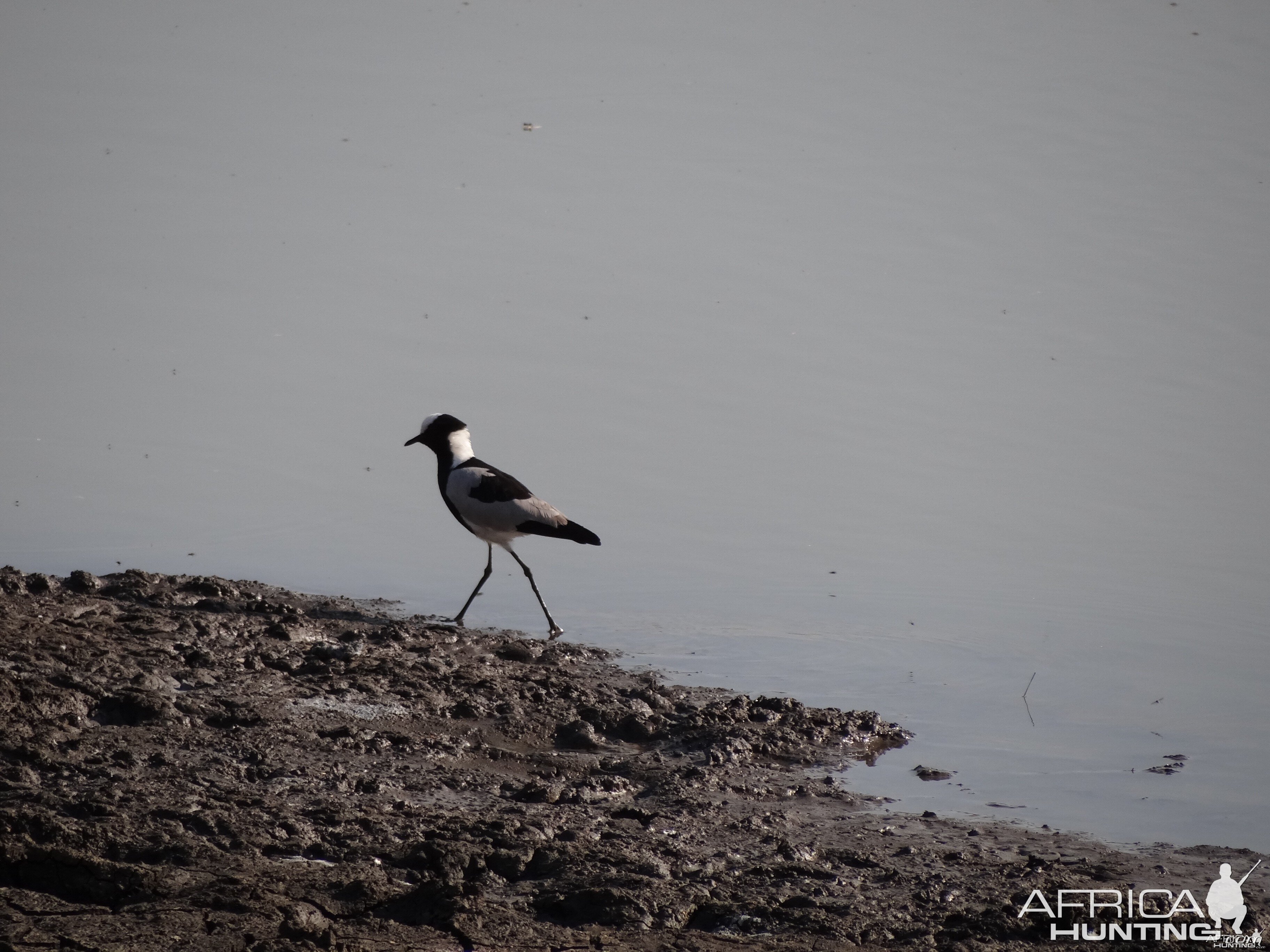 Bird Namibia