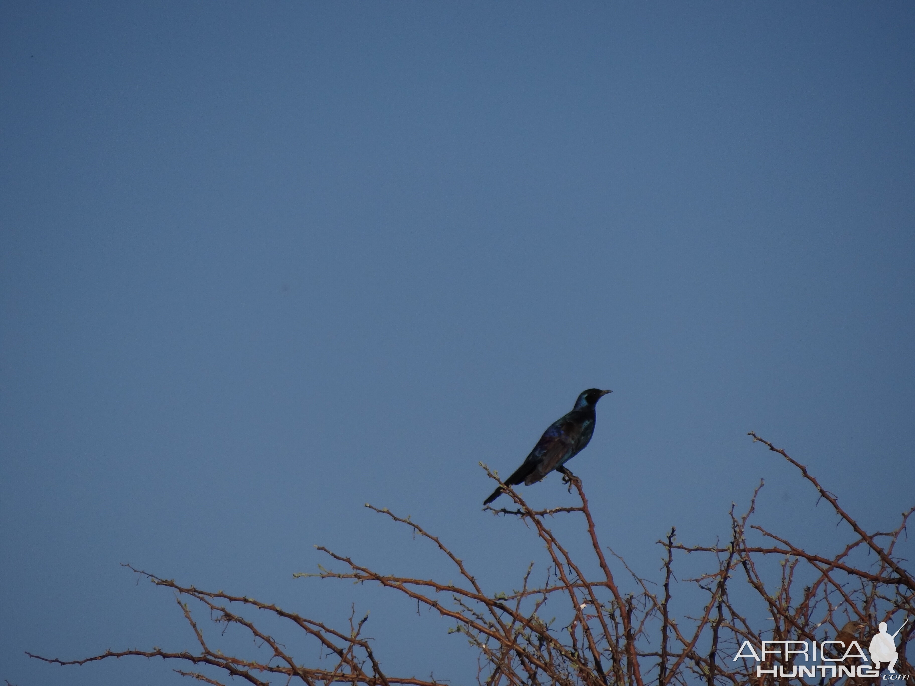 Bird Namibia