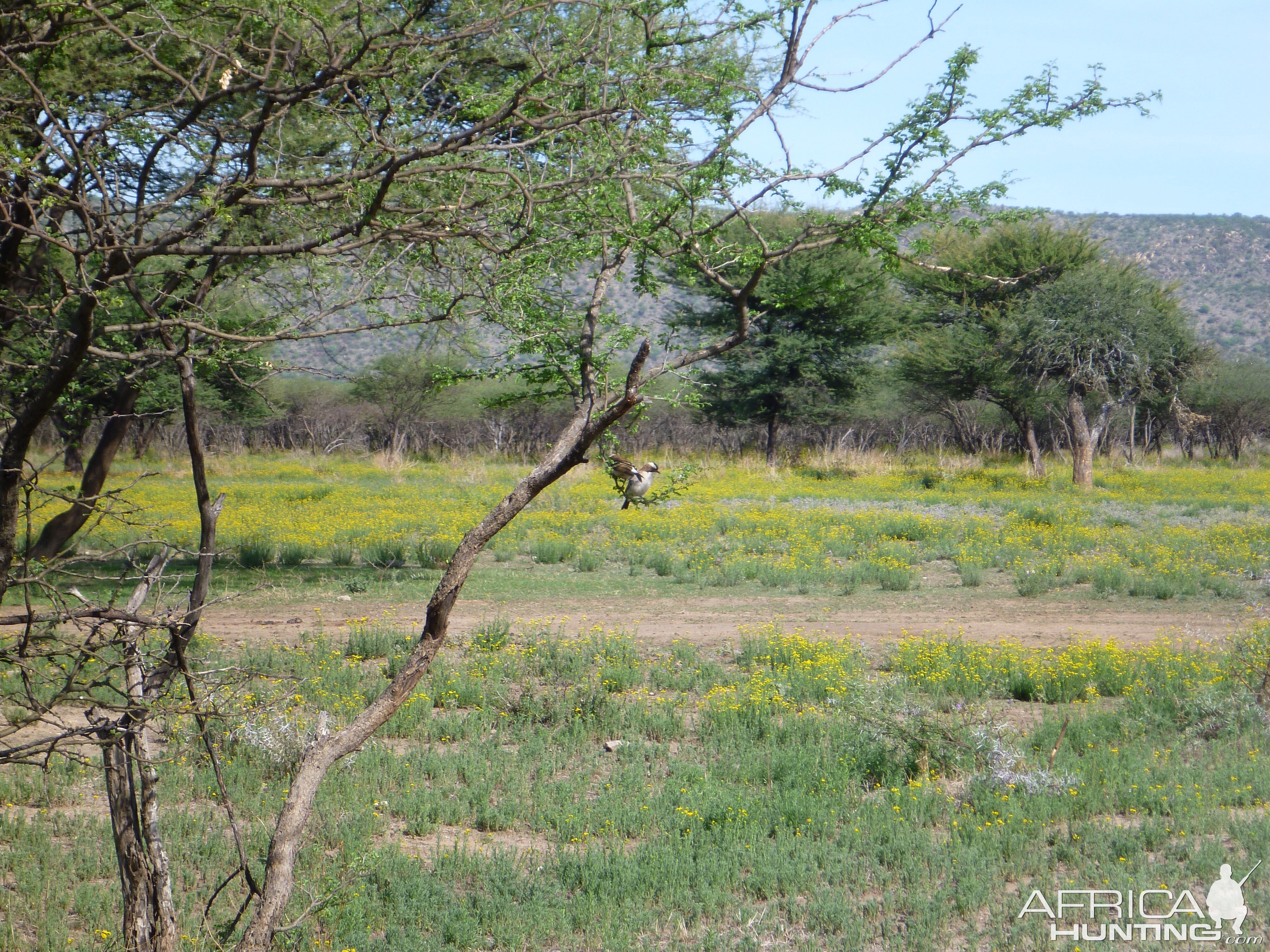 Bird Namibia