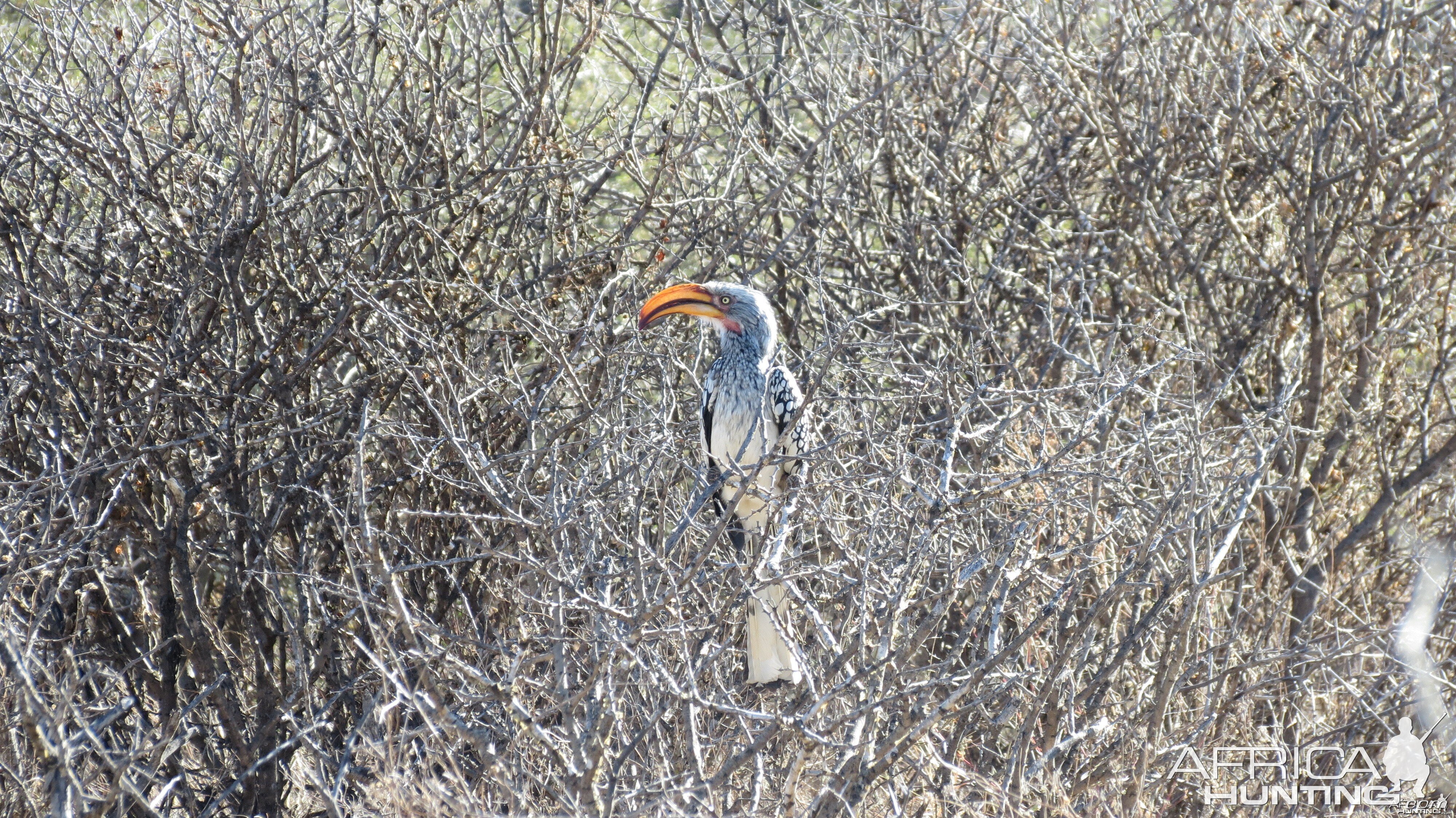 Bird Namibia