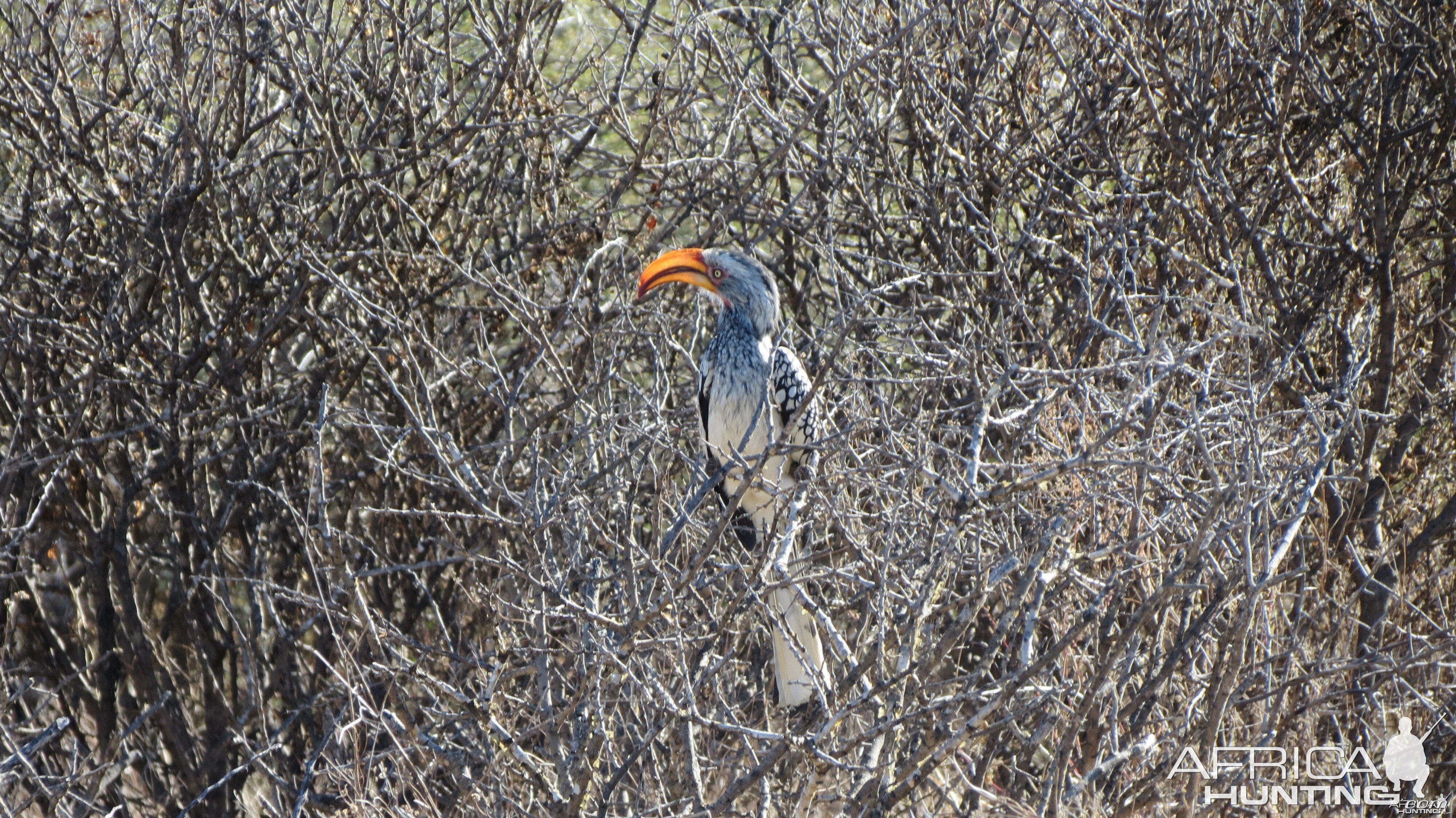 Bird Namibia