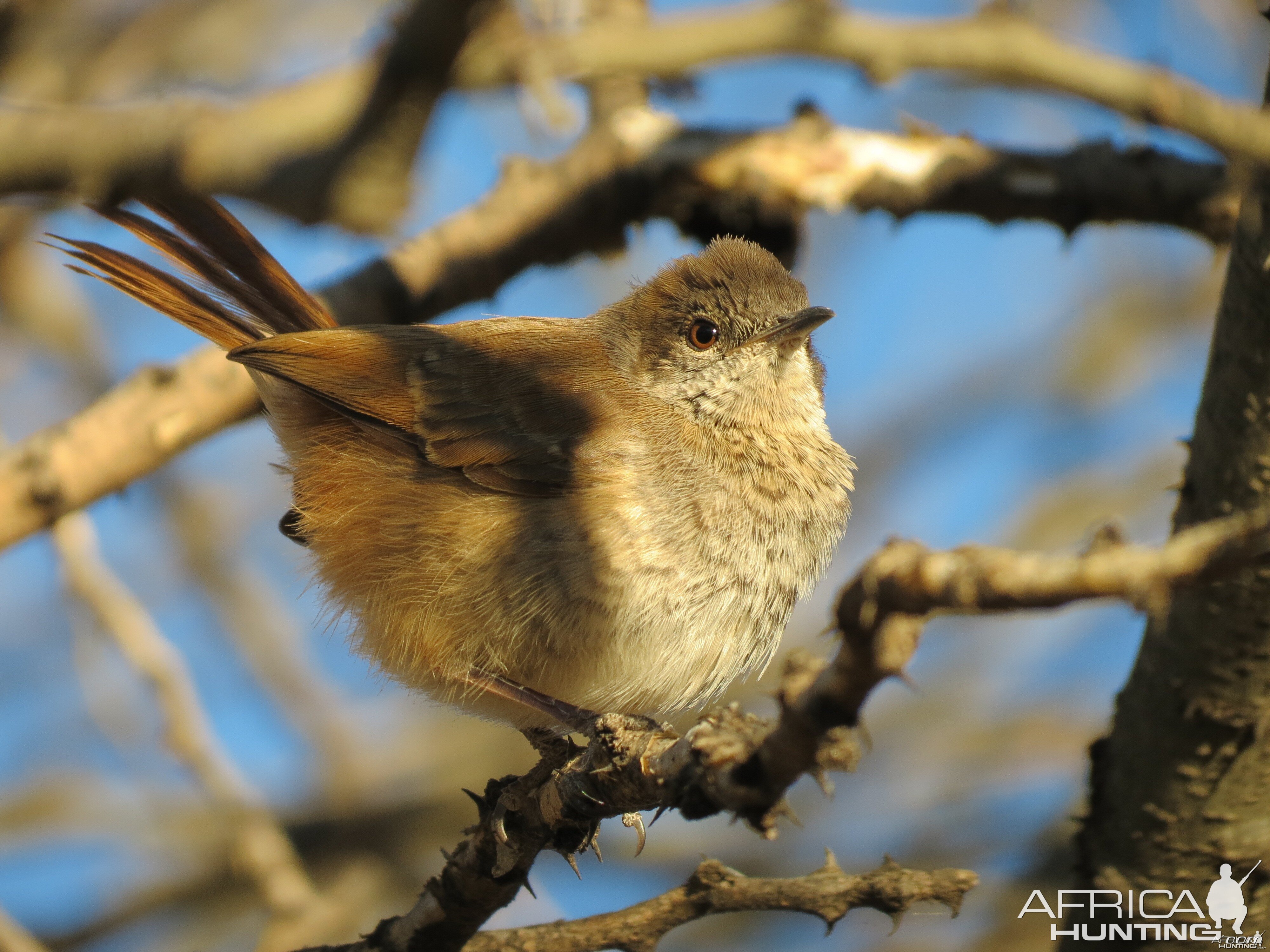 Bird Namibia