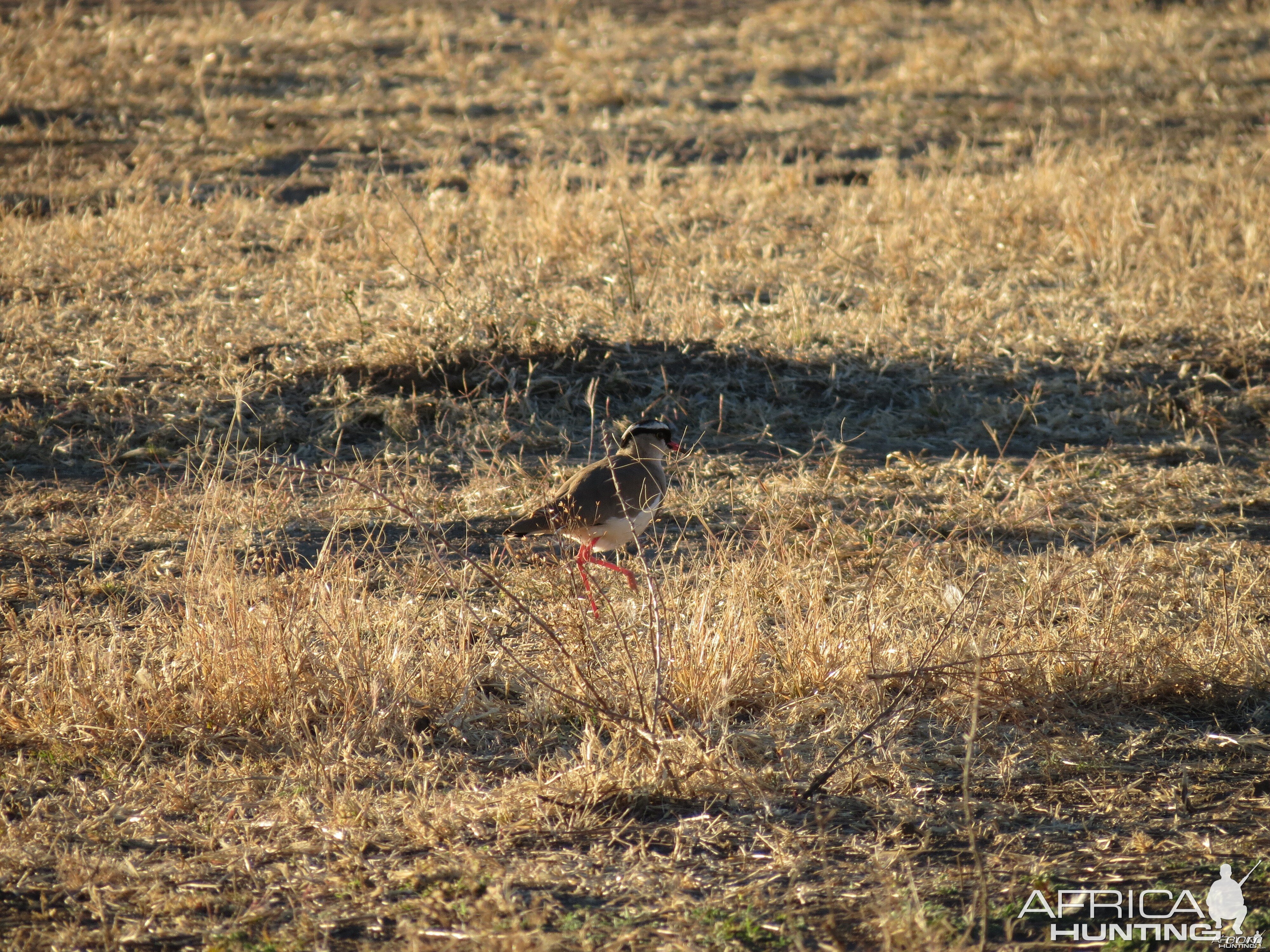 Bird Namibia