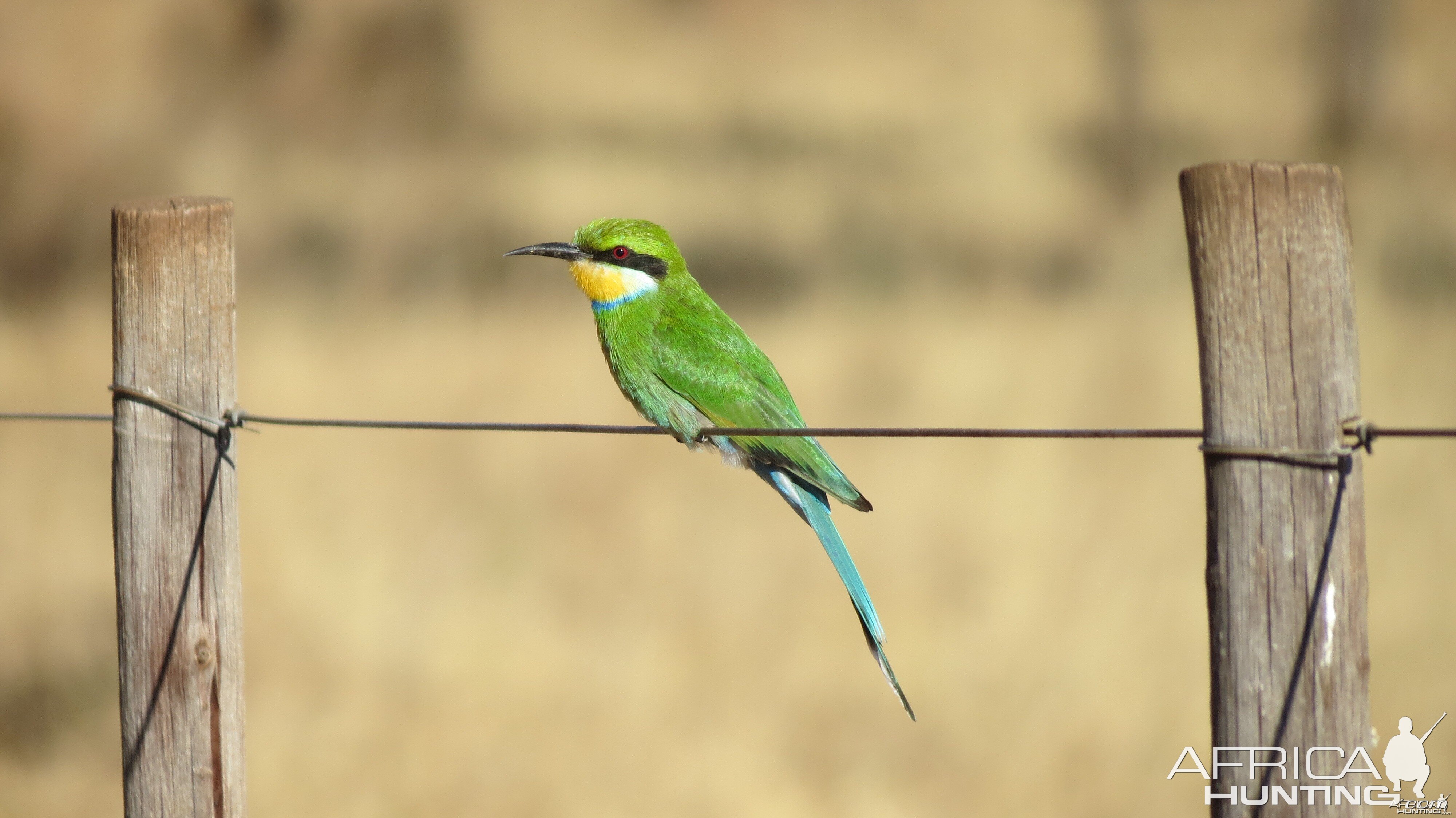 Bird Namibia