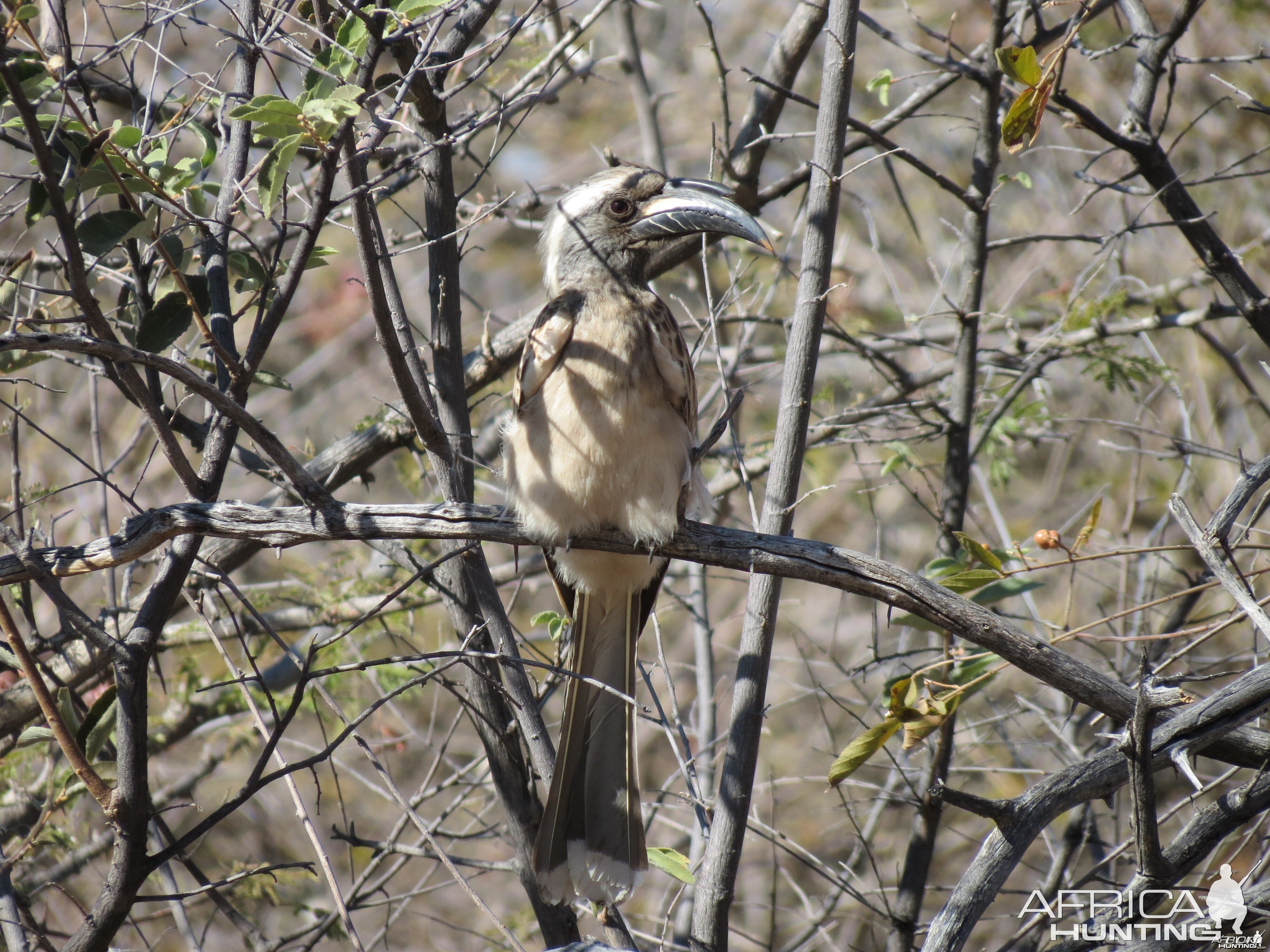 Bird Namibia