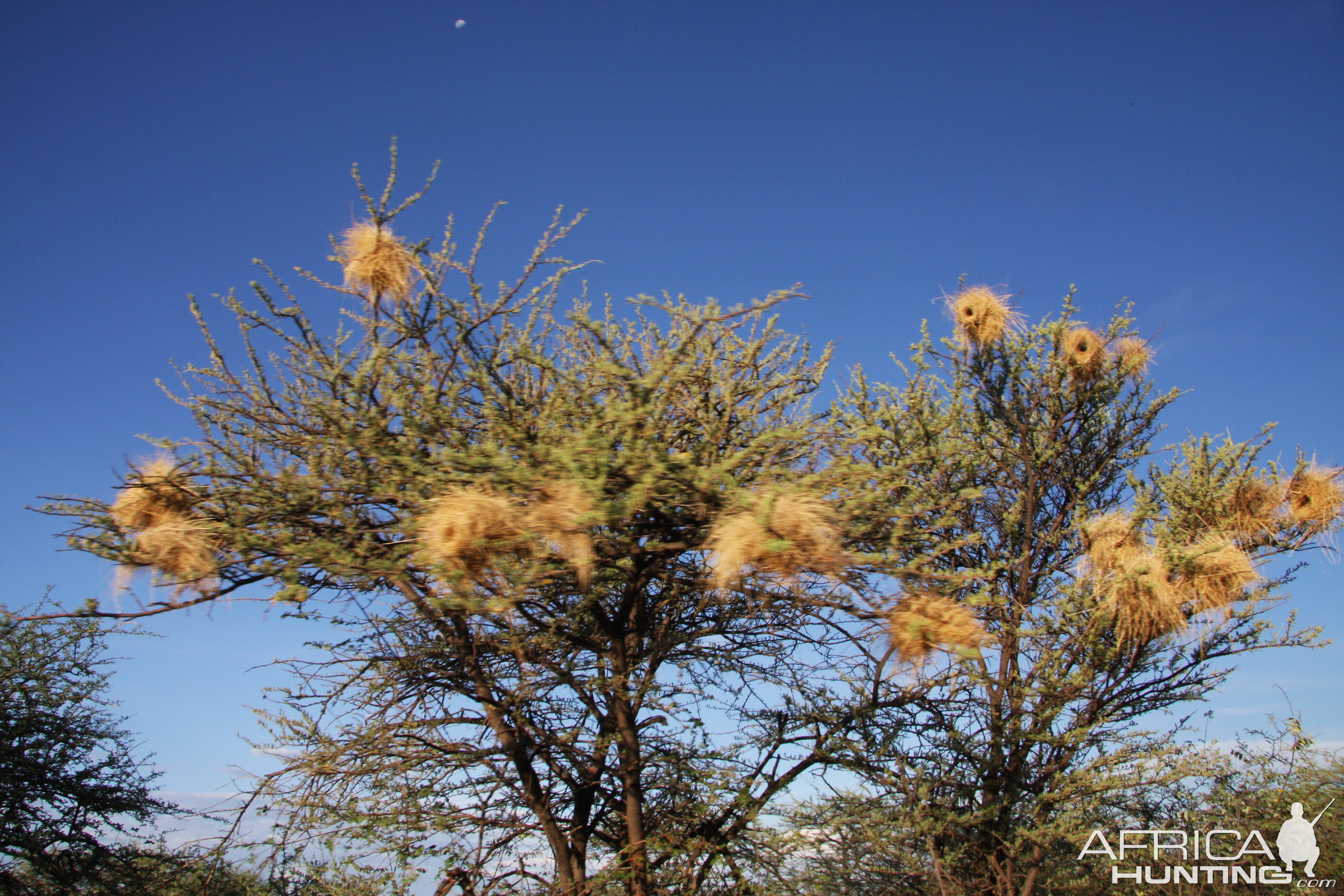 Bird nests Namibia