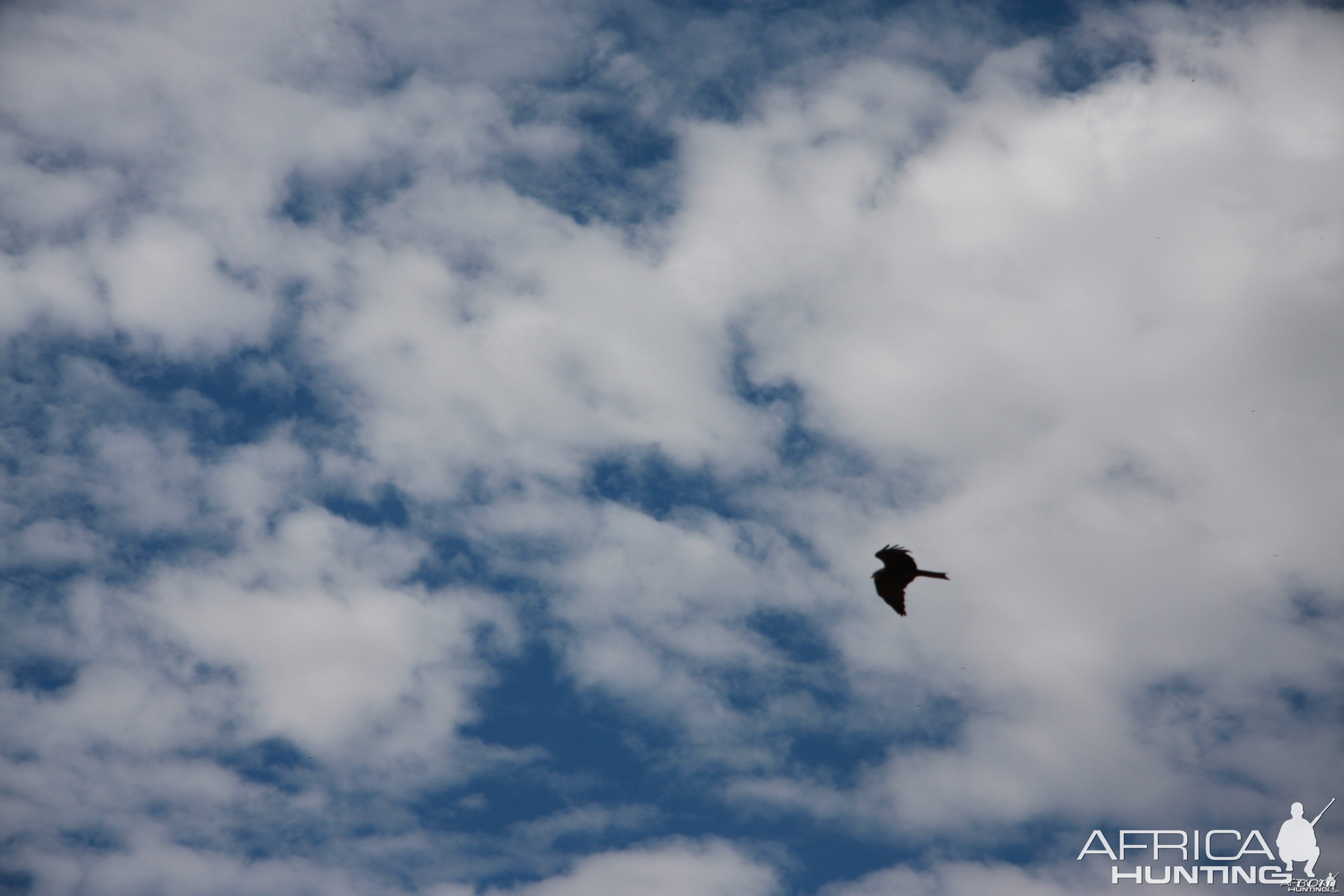 Bird of prey Namibia