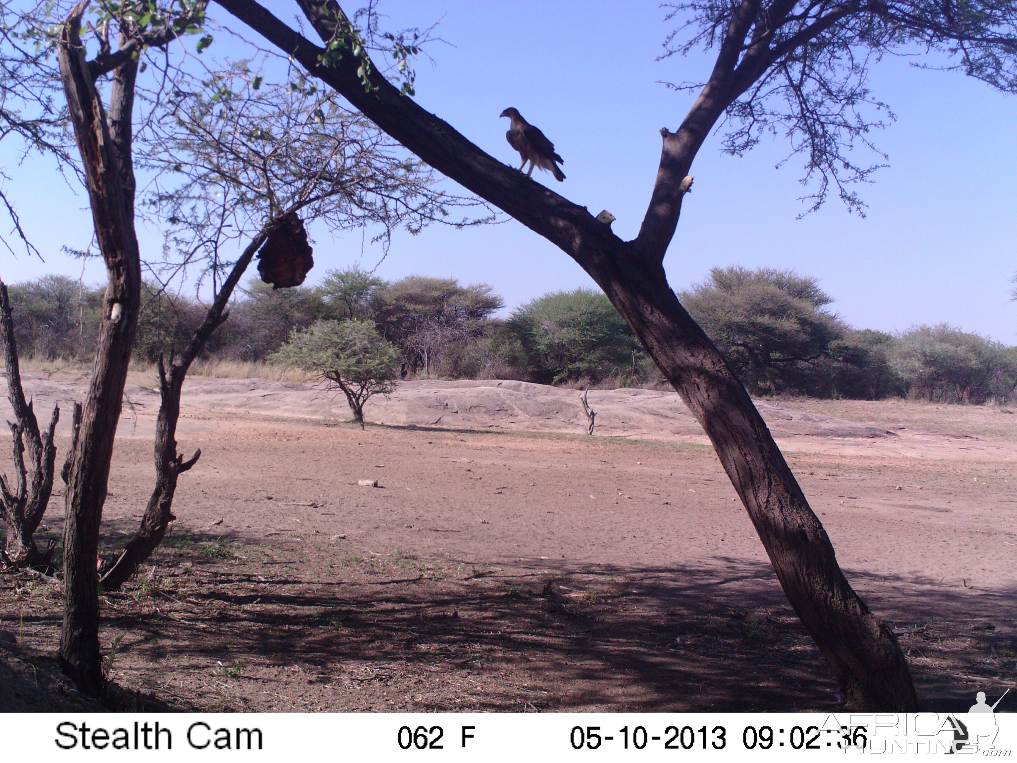 Bird of Prey Trail Camera