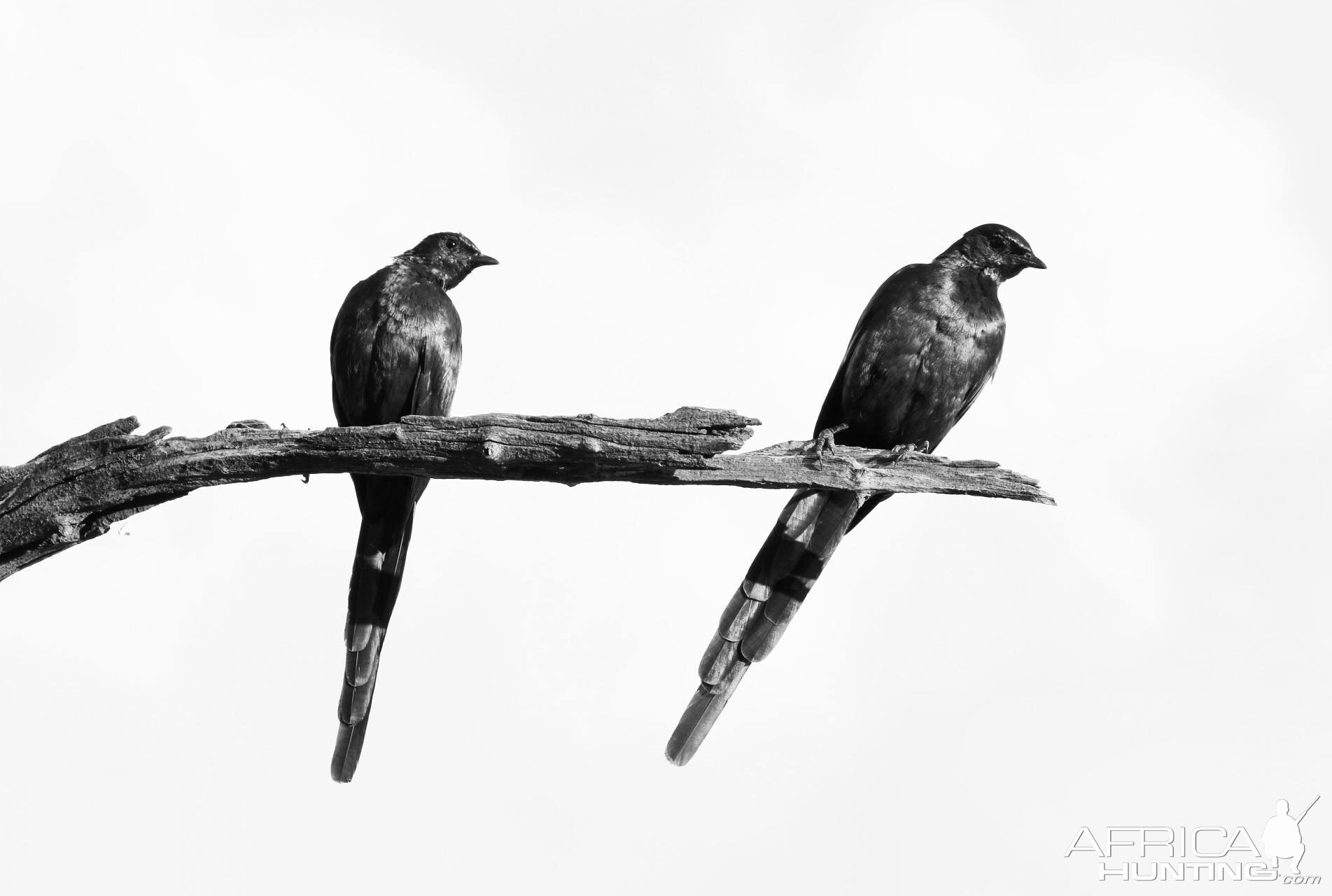 Birdlife in Zimbabwe