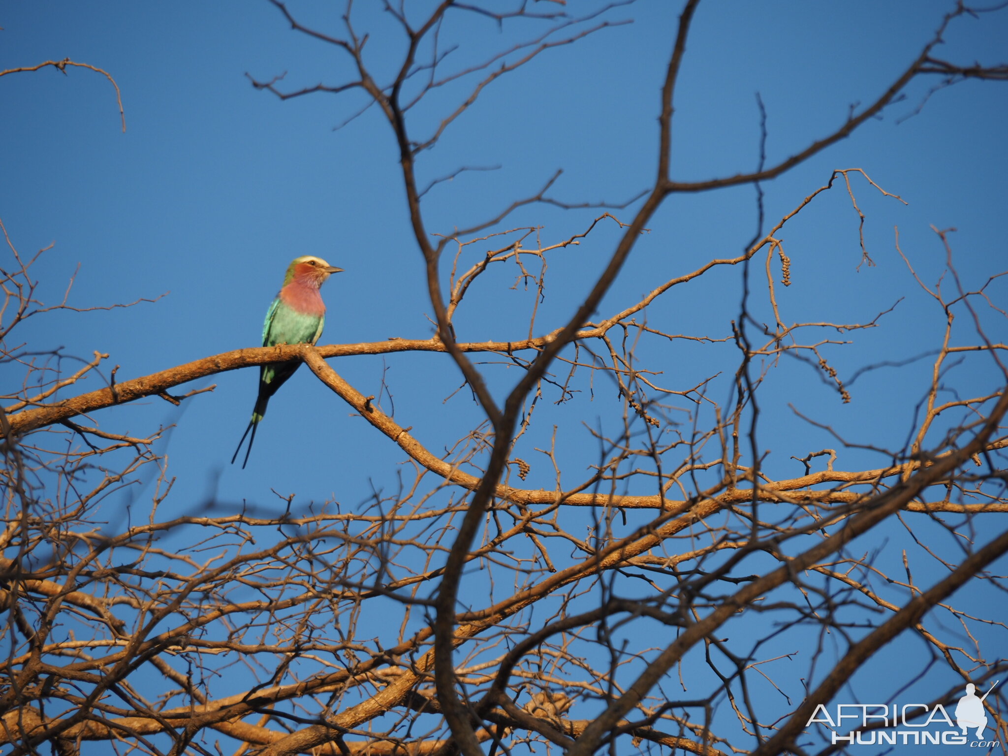 Birdlife Limpopo South Africa