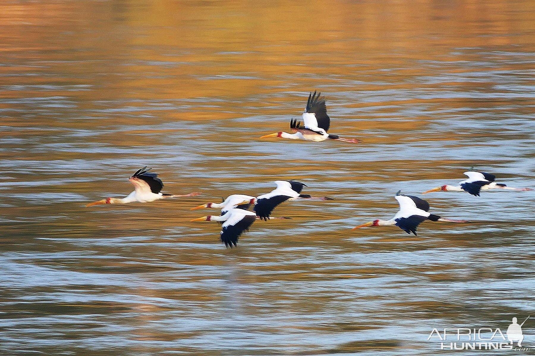 Birds from Zambia