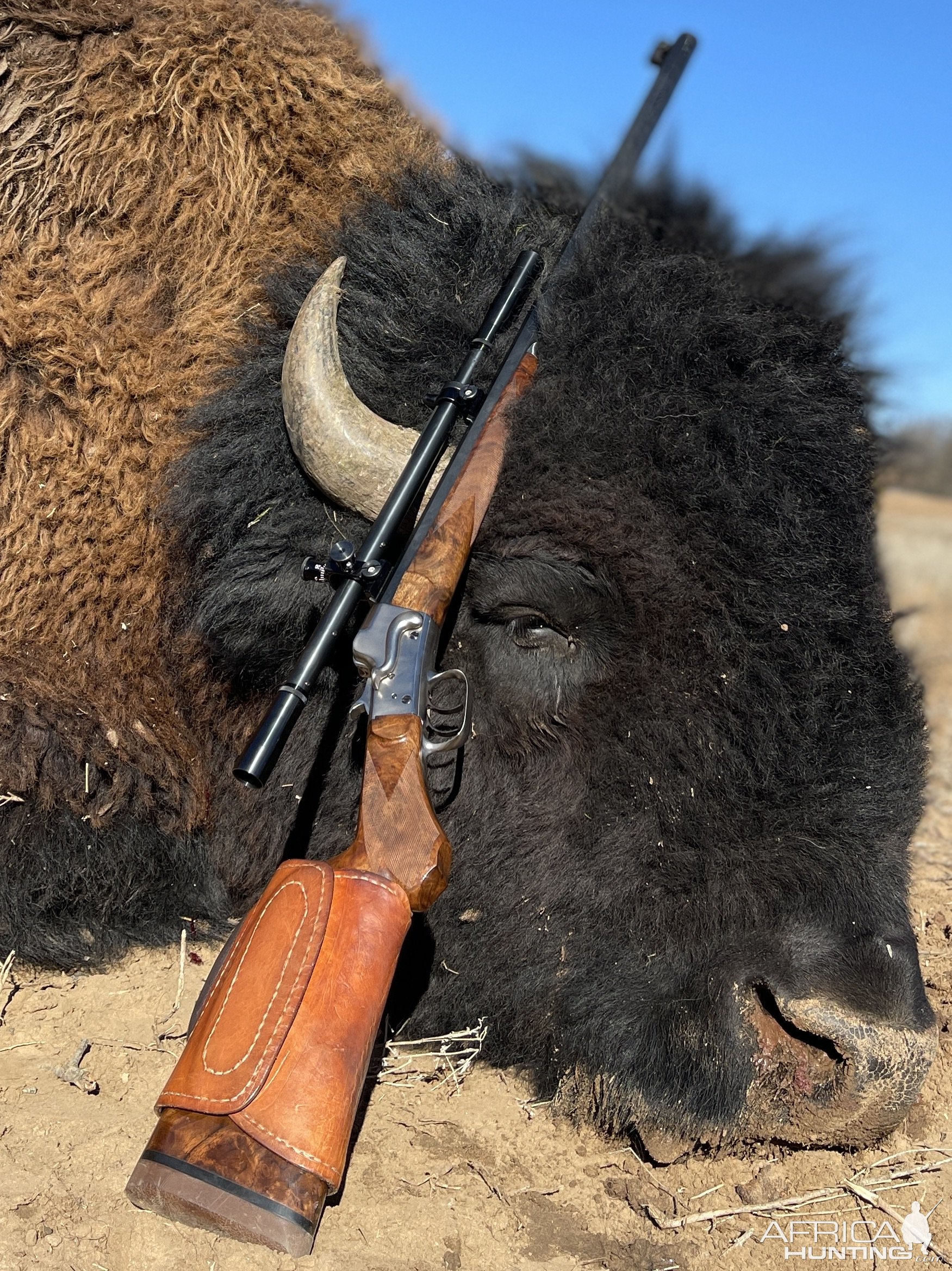 Bison Bull Hunt Oklahoma