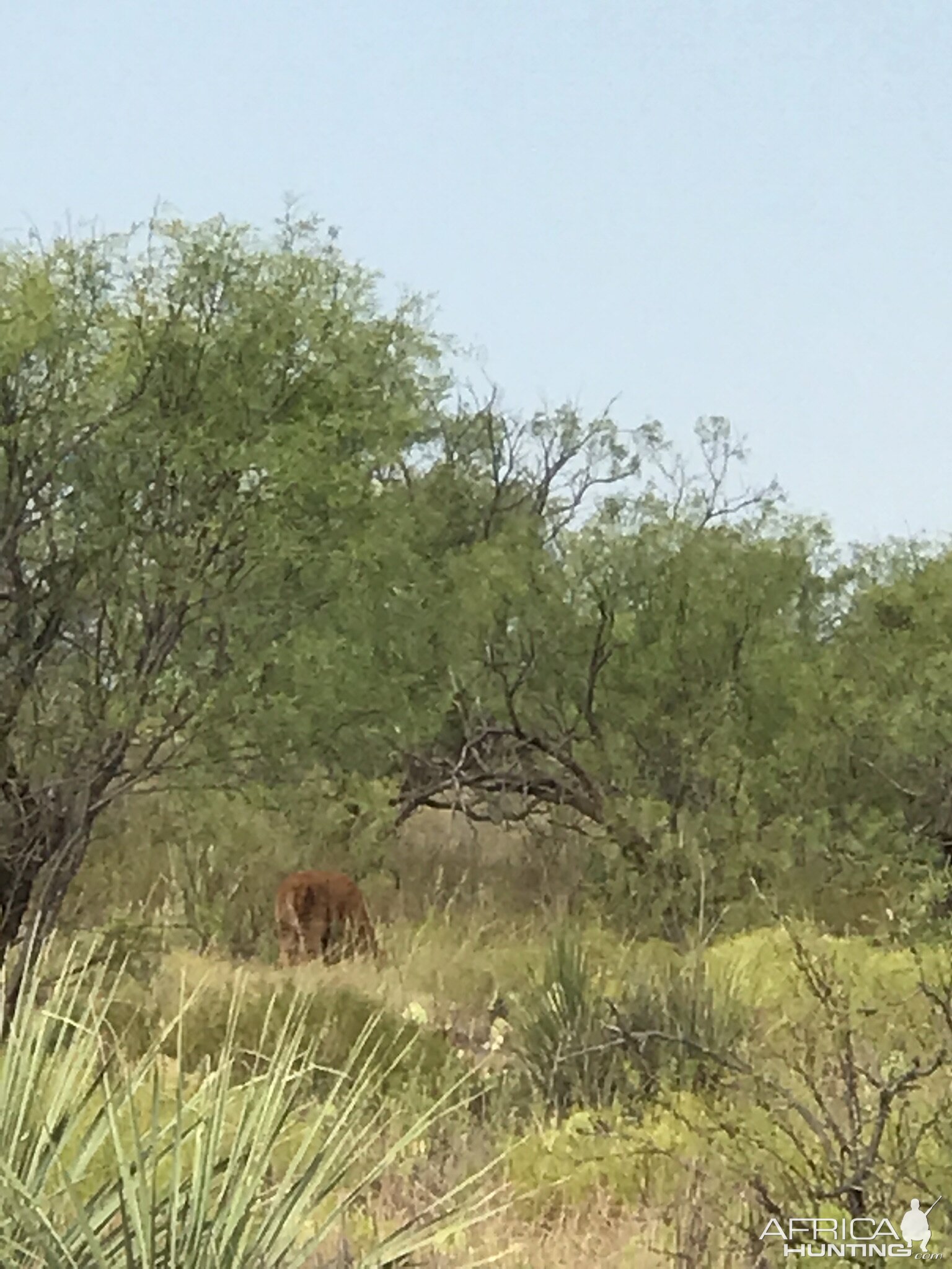 Bison calf Texas USA