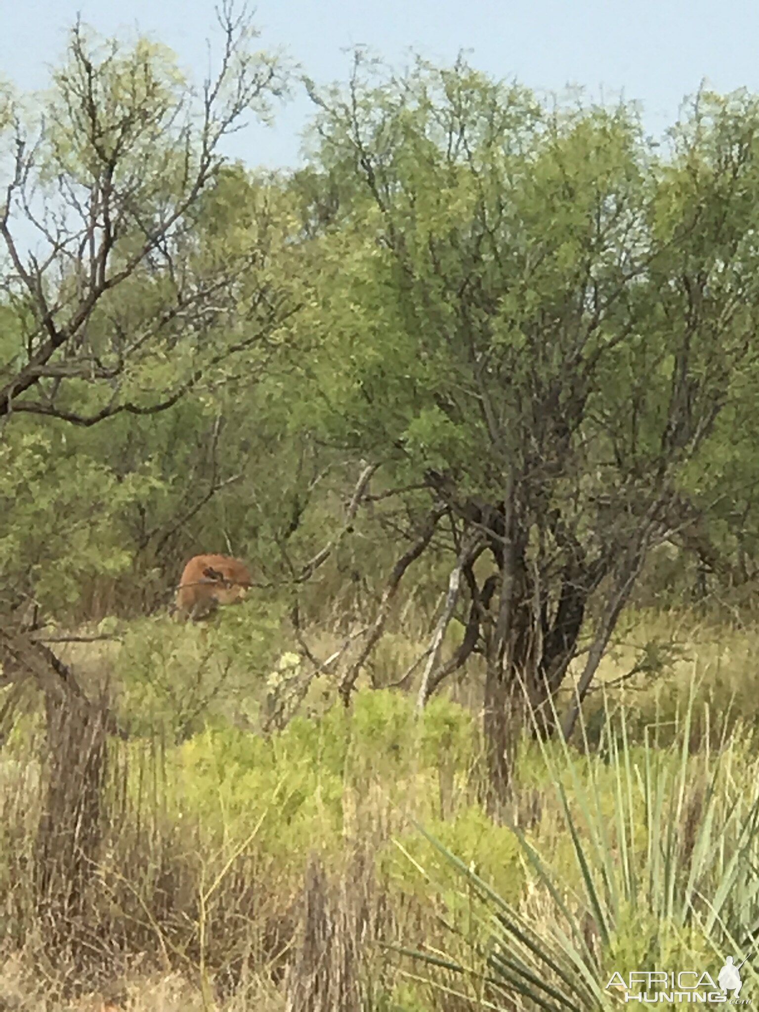 Bison calf Texas USA