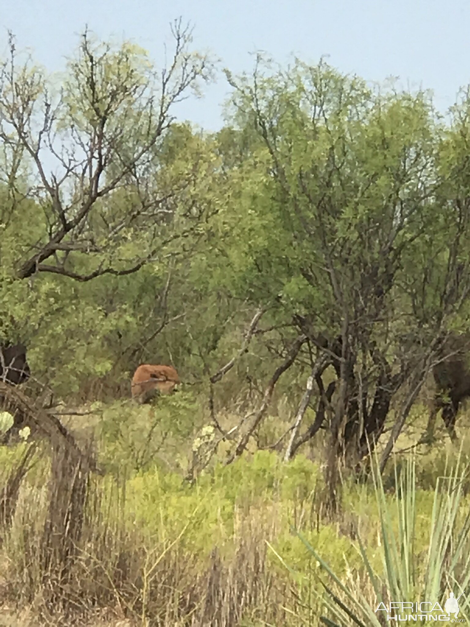 Bison calf Texas USA